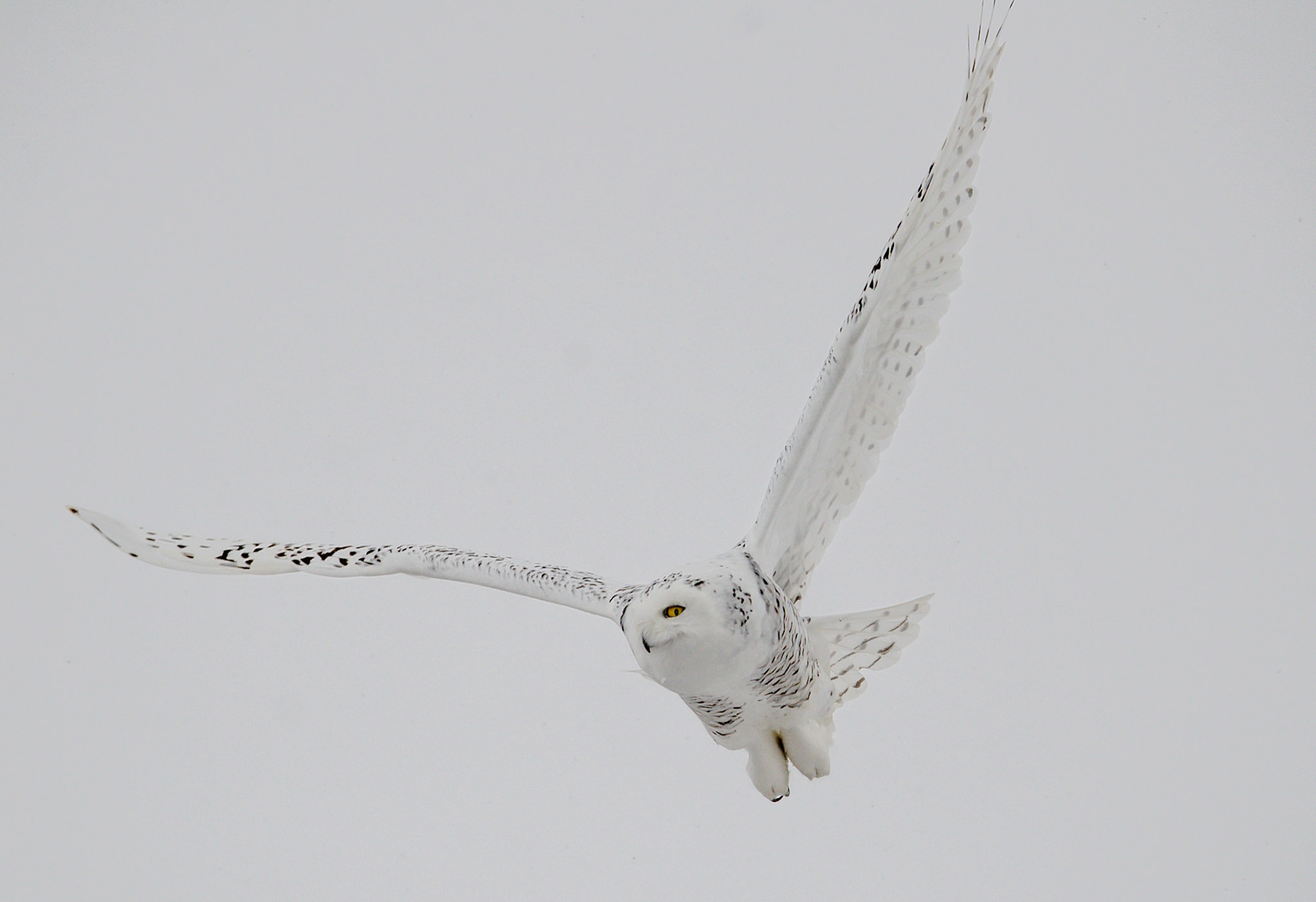 Female Snowy Owl