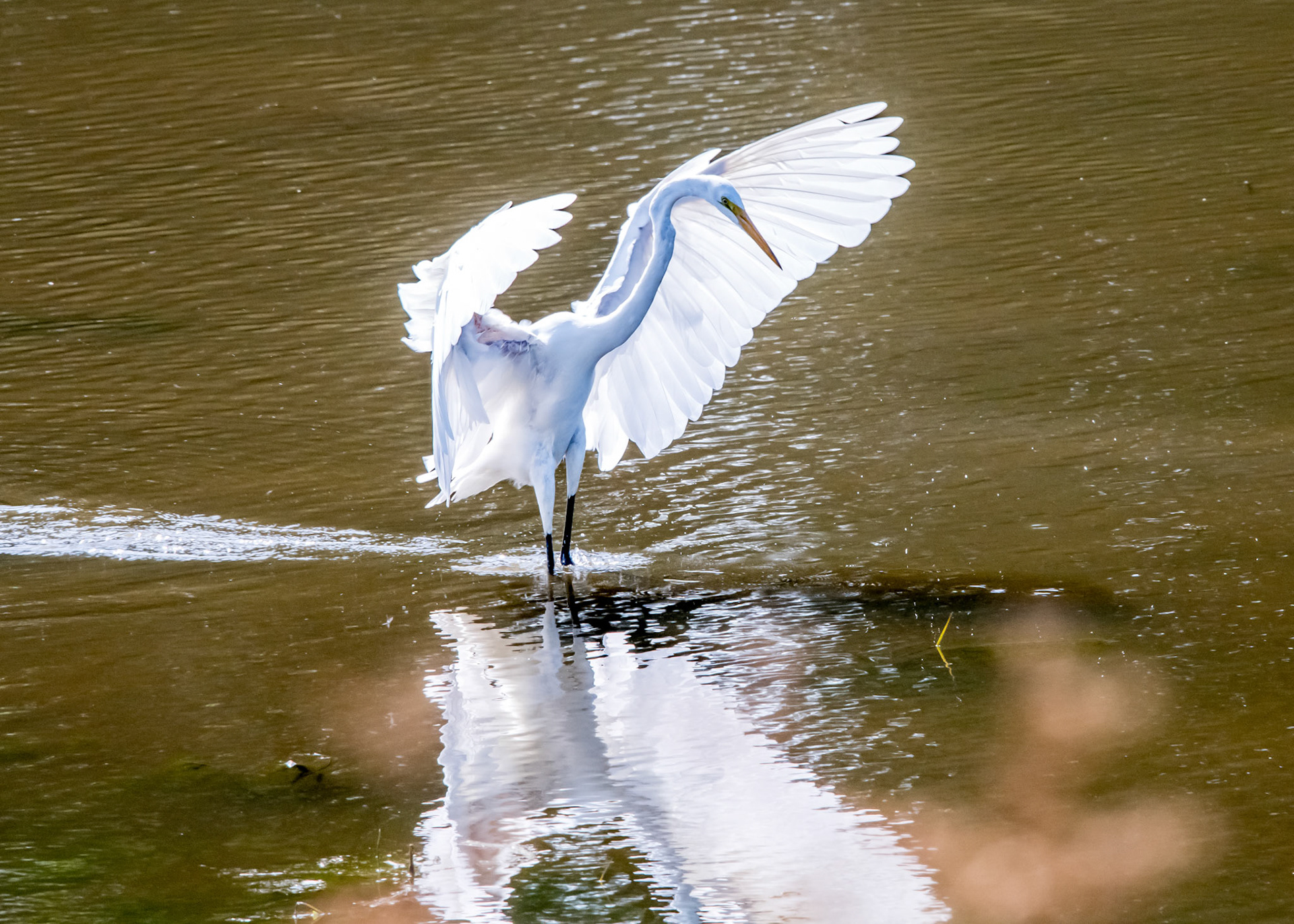 Great Egret