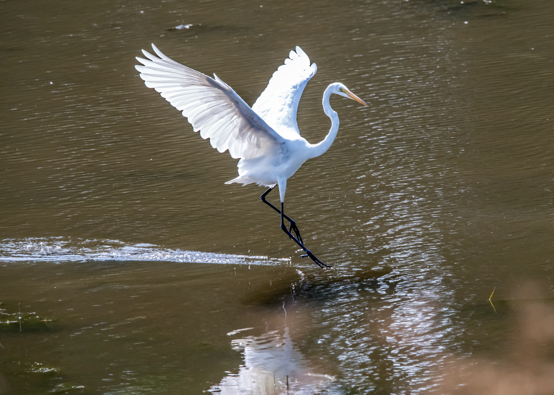 Great Egret