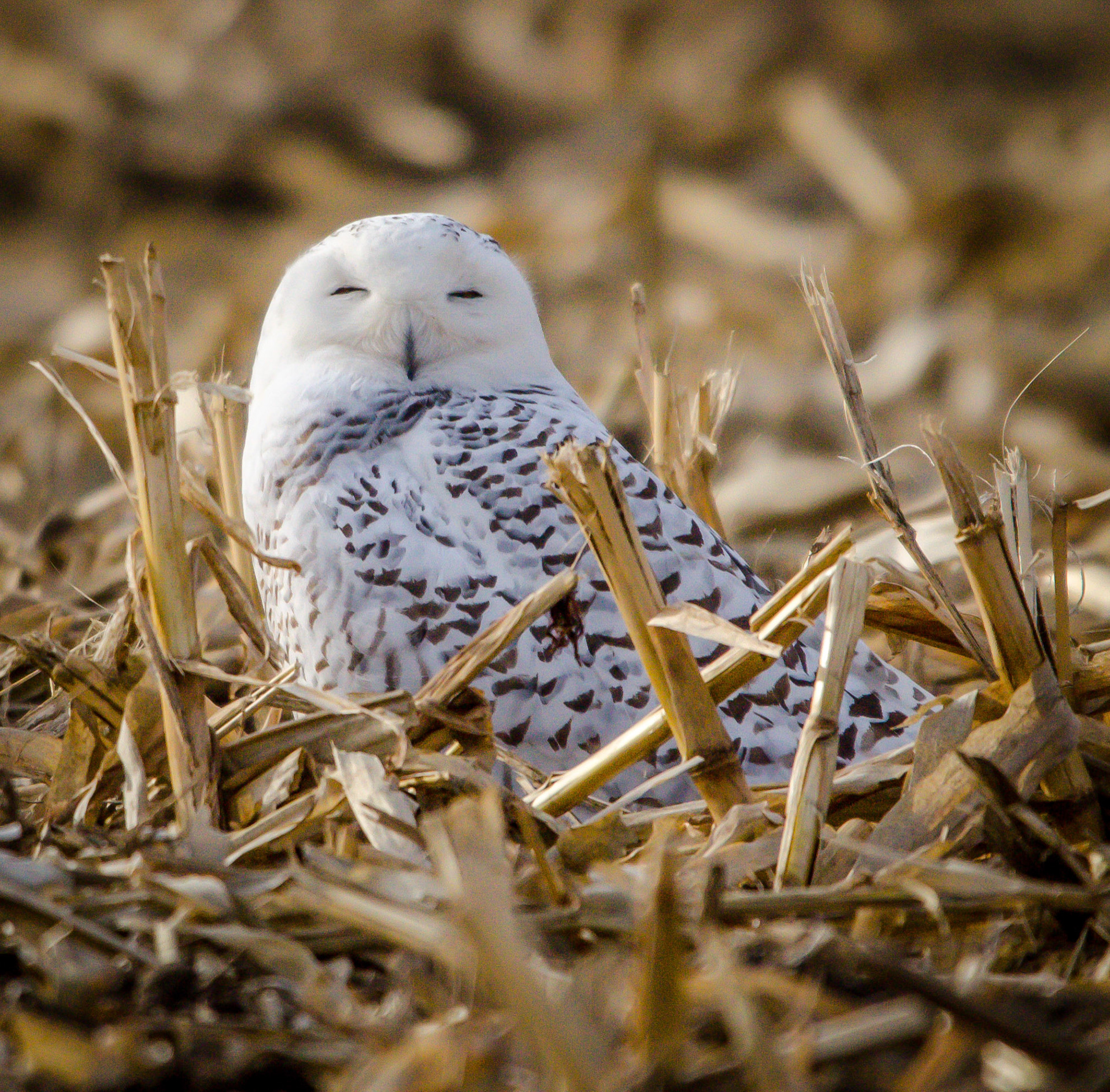 Female Snowy Owl