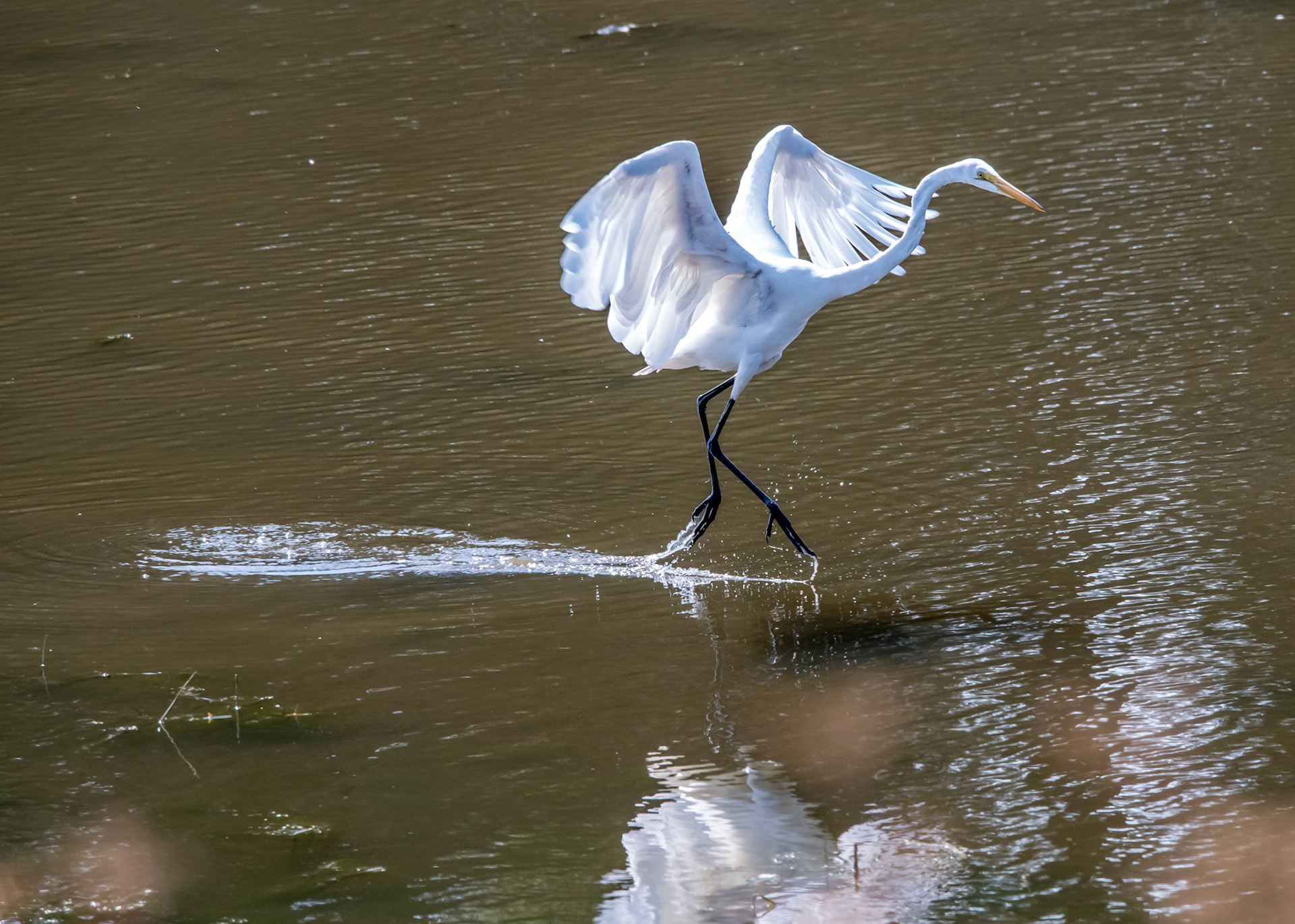 Great Egret
