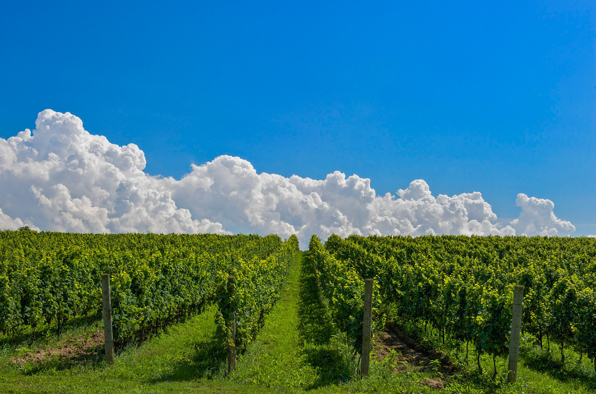 Heavenly Vineyard