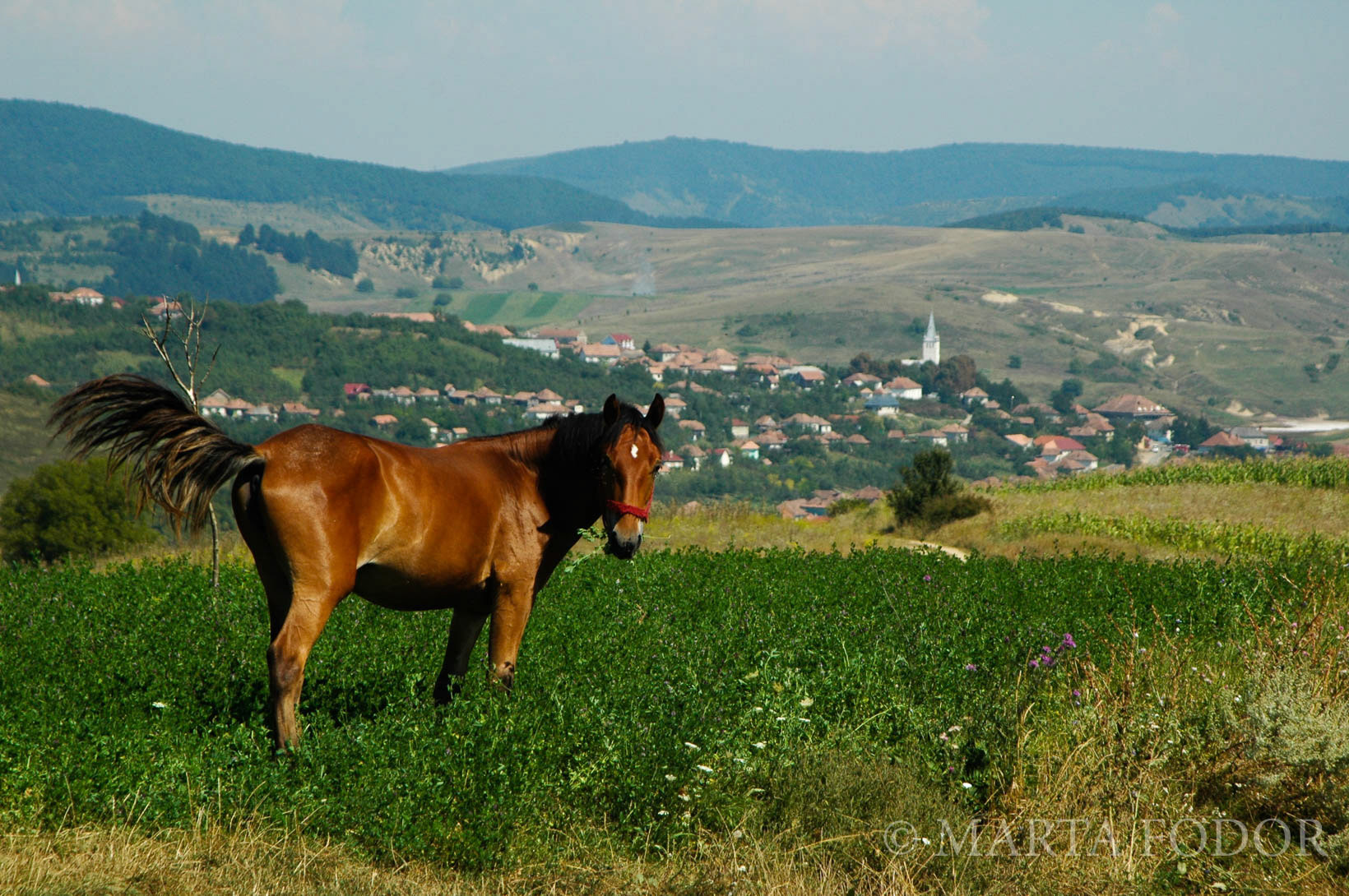 Szék, Romania