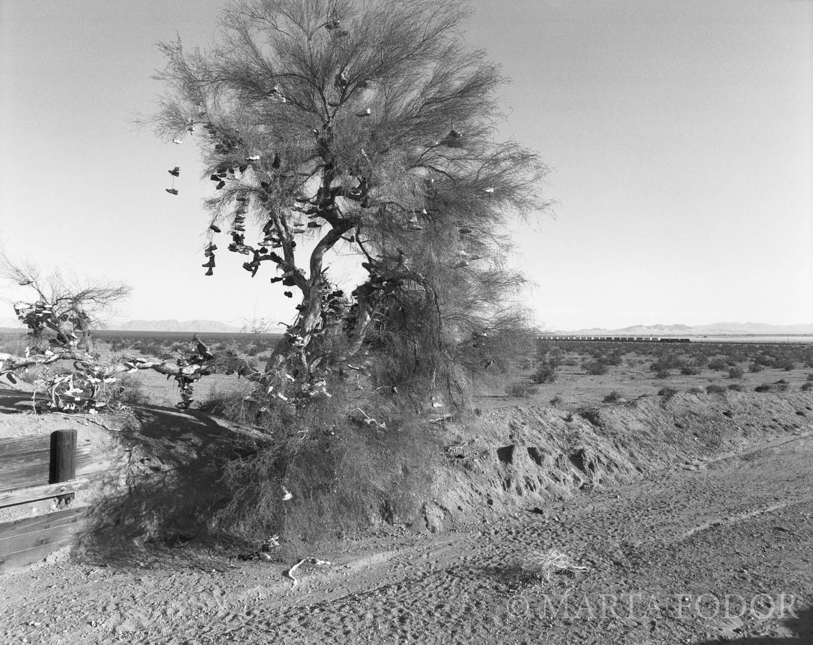 Shoe Tree, Nevada
