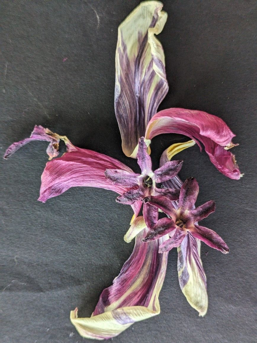 Real: Dried Tulip and Hyacinth