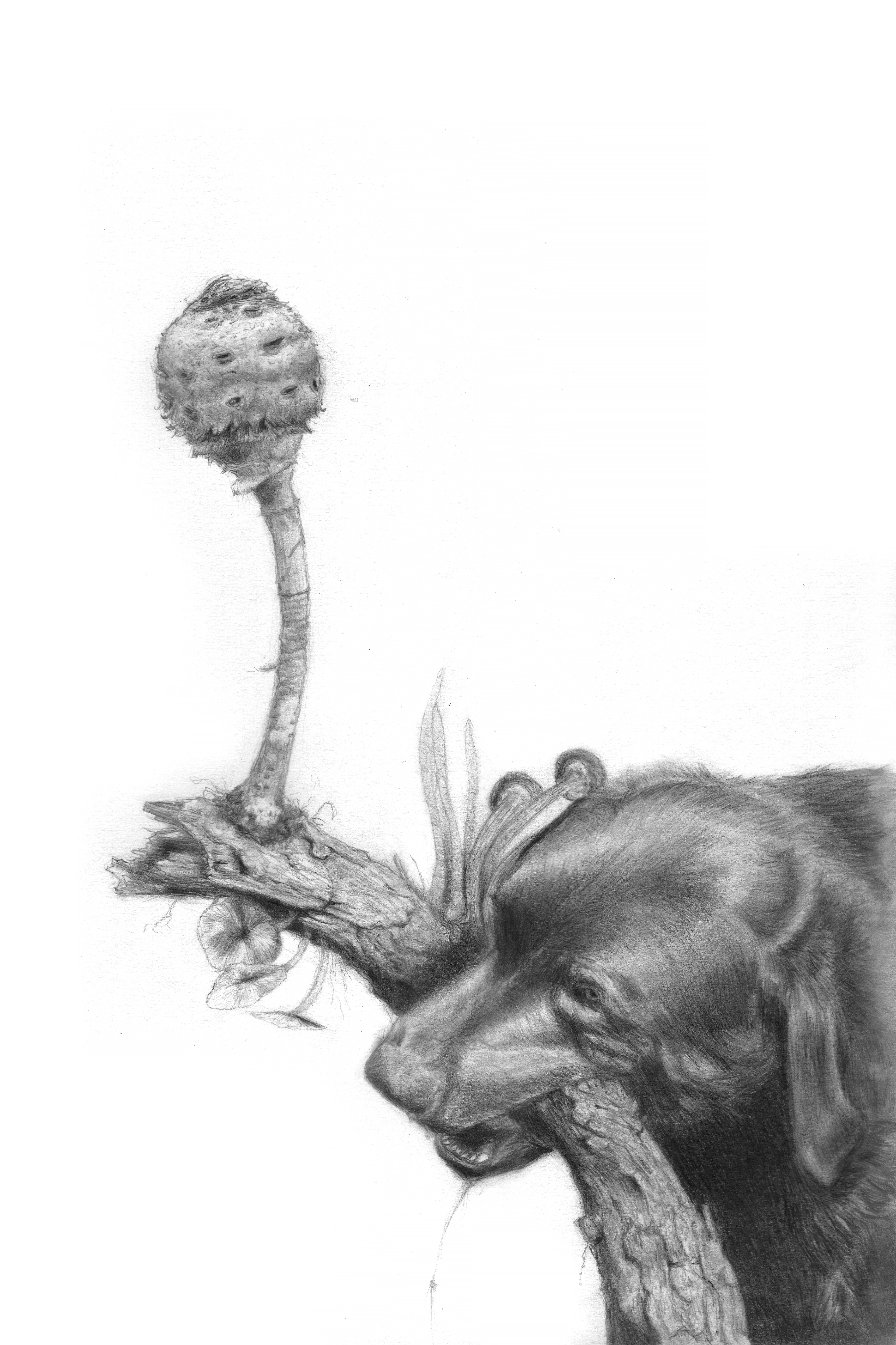 Mycodoglog (2023)