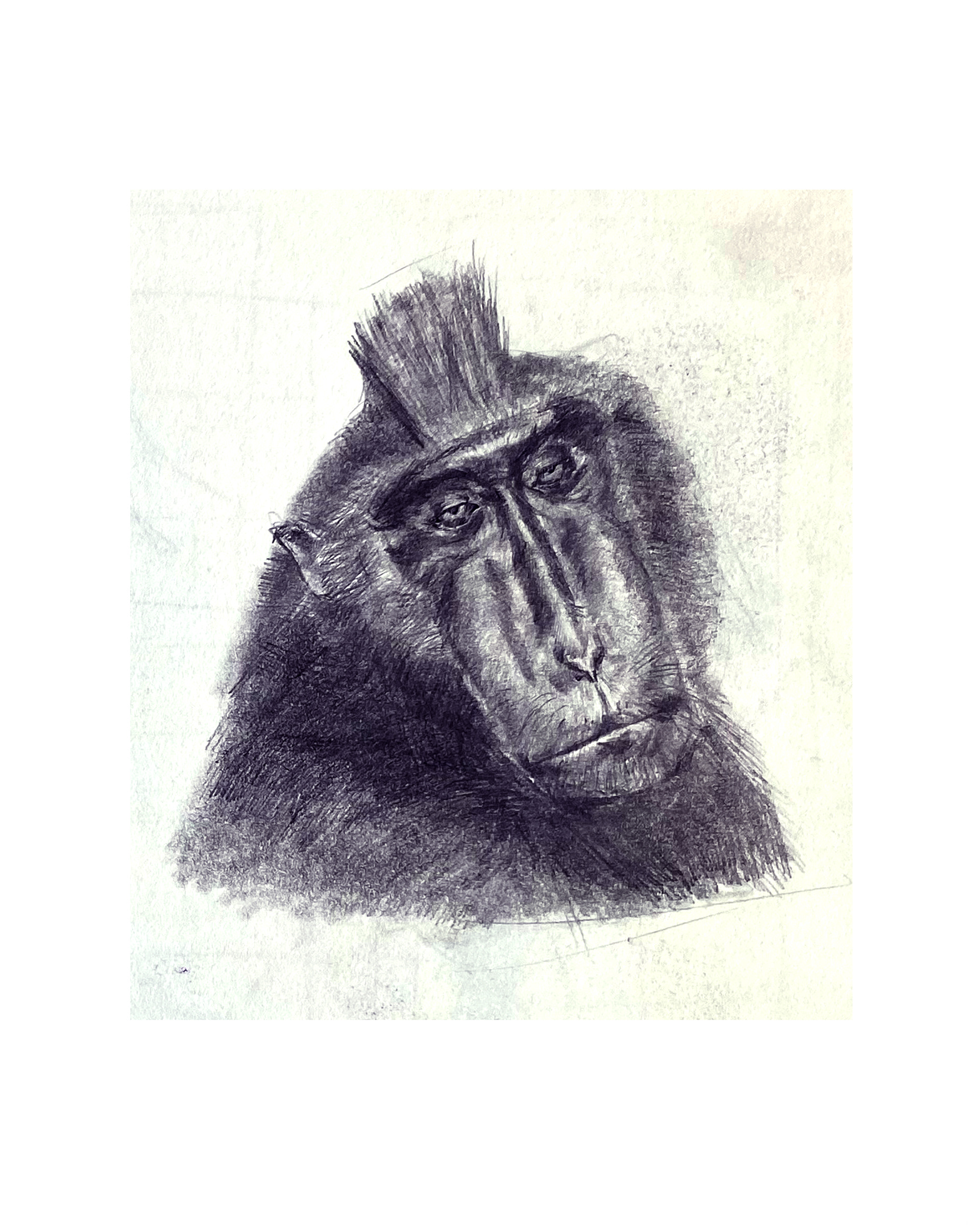 macaco emputado (2022)
