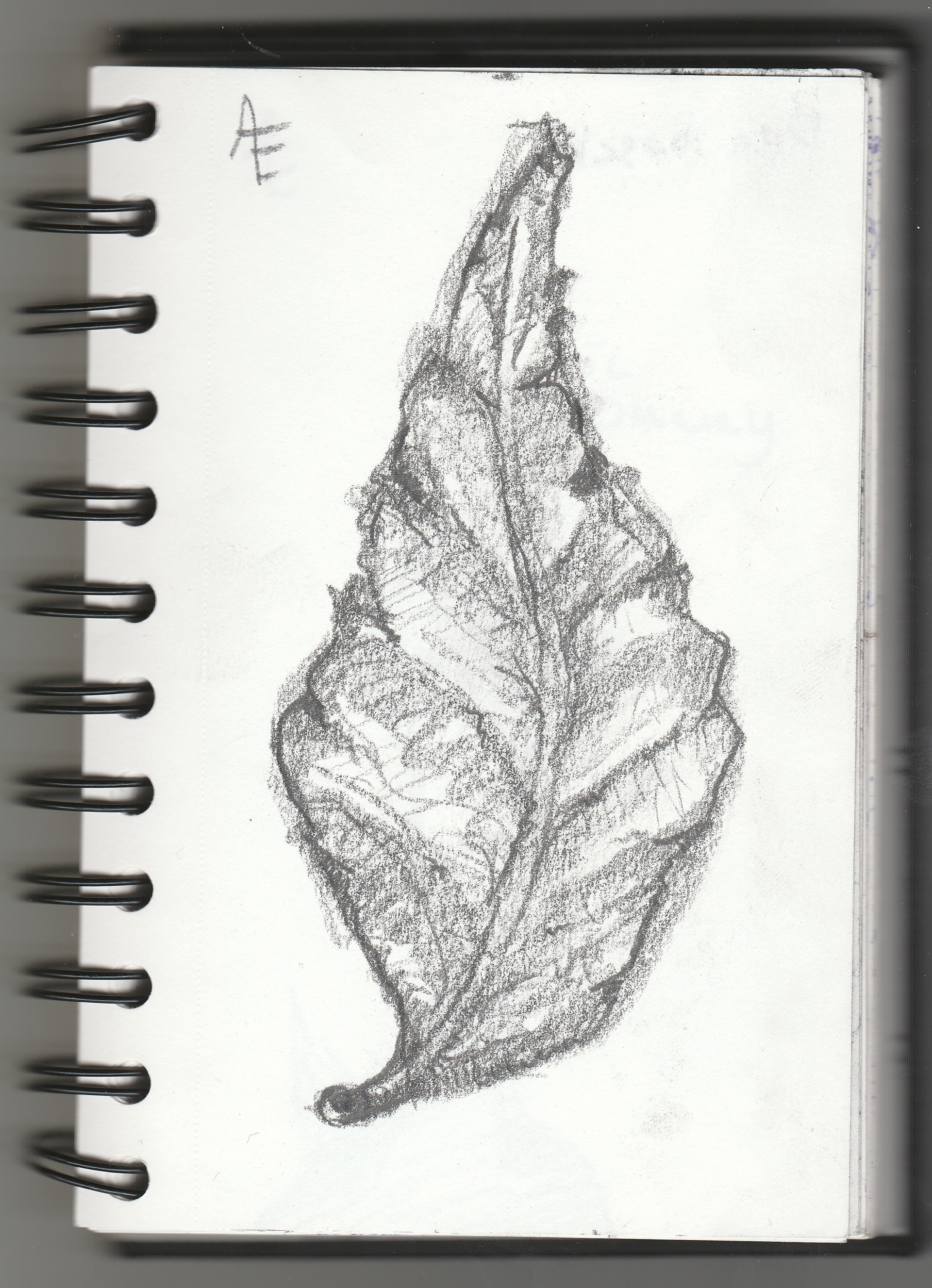 Leaf