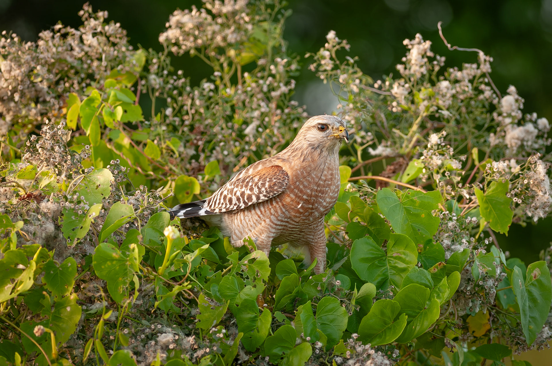 A Red-shouldered Hawk (Buteo lineatus) surveys its territory from a leafy perch in Everglades National Park, Florida. These vocal raptors are common in the park's wooded wetlands and often reuse their nests for many years.