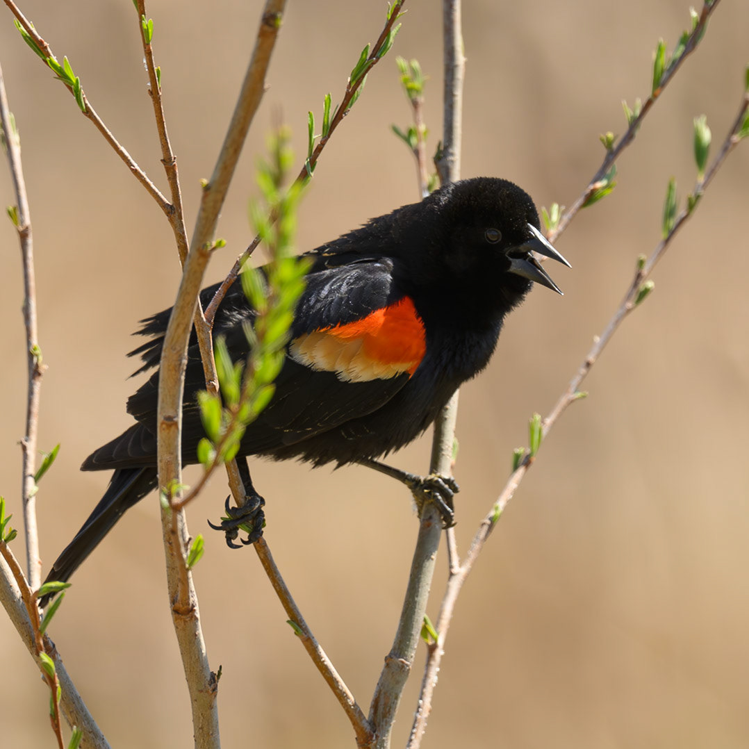 A male Red-winged Blackbird (Agelaius phoeniceus) sings to defend his territory amidst budding branches at 140th St. Marsh in Rosemount, Minnesota. These birds are highly polygynous, with a single male often having over a dozen female mates in his territory.