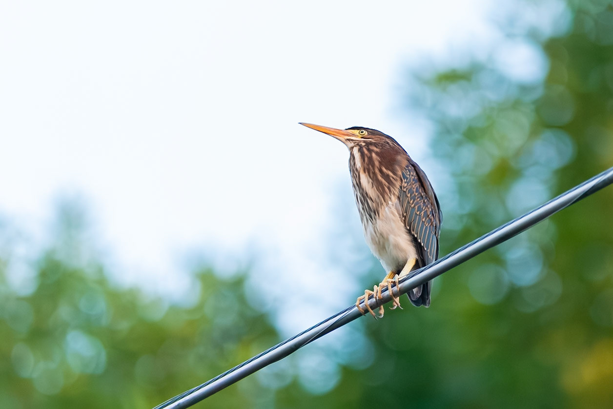 A juvenile Green Heron (Butorides virescens) perches on a wire, scanning Lake Marion Pond for an evening meal. These intelligent birds are known to use tools, like bait, to hunt for fish. Photographed in Lakeville, Minnesota.