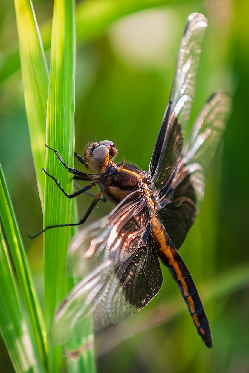 A female Widow Skimmer dragonfly (Libellula luctuosa) rests on a blade of grass at Richardson Nature Center in Bloomington, Minnesota. Dragonflies are formidable aerial predators, using their large compound eyes to spot and capture prey mid-flight.