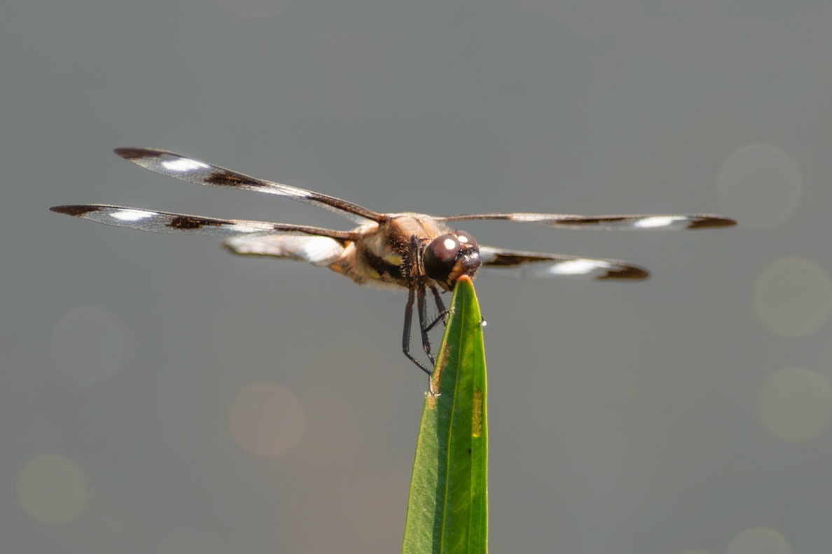 A Twelve-spotted Skimmer (Libellula pulchella) perches on a leaf at Richardson Nature Center in Bloomington, Minnesota. These dragonflies are voracious predators, using their excellent vision to hunt for mosquitoes and other insects from their perch.
