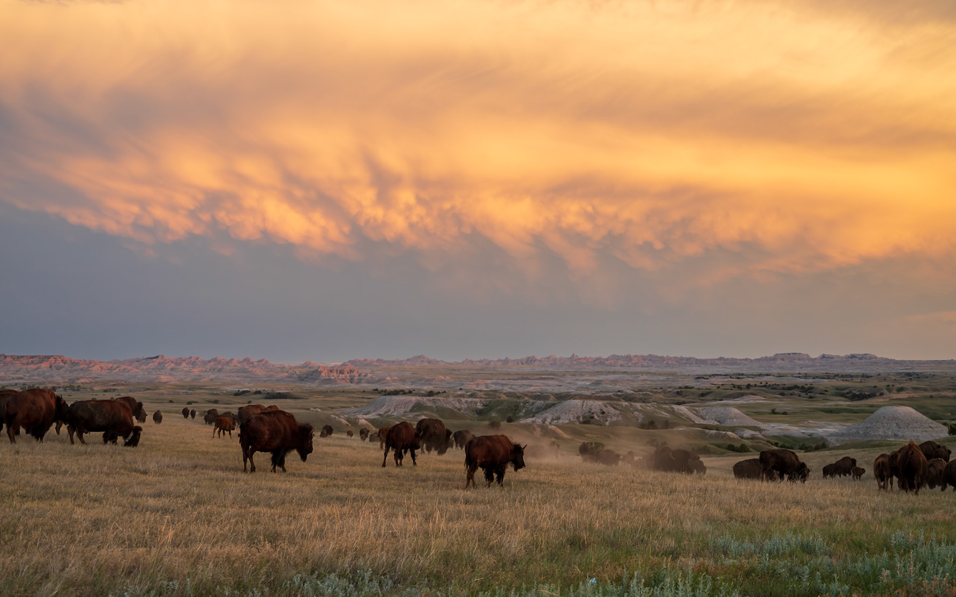 A herd of American Bison (Bison bison) grazes across the mixed-grass prairie of Badlands National Park, South Dakota, as sunset illuminates the dramatic clouds. One bison kicks up dust, a common behavior before taking a dust bath to deter insects. This timeless scene captures the wild spirit of the American West.