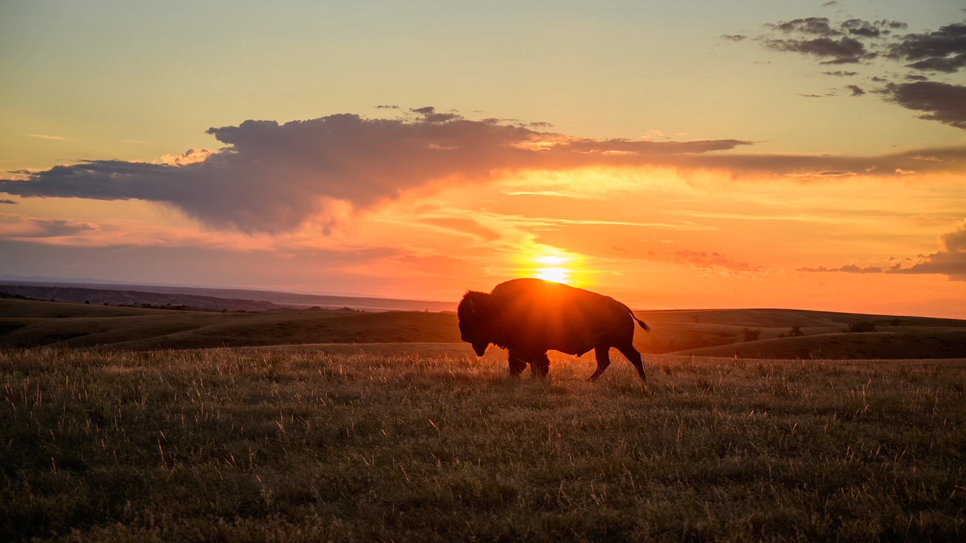 A lone American bison (Bison bison) is silhouetted against a fiery sunset in Badlands National Park, South Dakota. As North America's largest land mammal, these iconic animals are a keystone species, shaping the prairie ecosystem as they roam the vast, mixed-grass prairies of the American West.