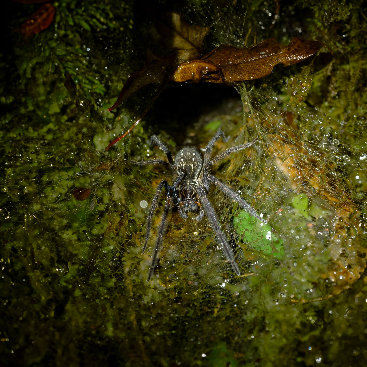 A funnel-web spider (Order Araneae) waits in its dew-covered web during a night walk at Villa Blanca Cloud Forest Hotel, Costa Rica. These spiders build non-sticky sheet webs with a funnel retreat, rushing out to ambush prey that walks across them.