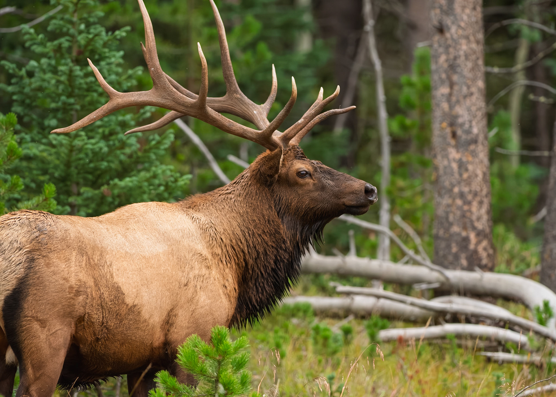 A bull Elk (Cervus canadensis) surveys his surroundings during the autumn rut in Rocky Mountain National Park, Colorado. His impressive antlers, shed and regrown annually, signify his health and dominance to potential mates and rivals.