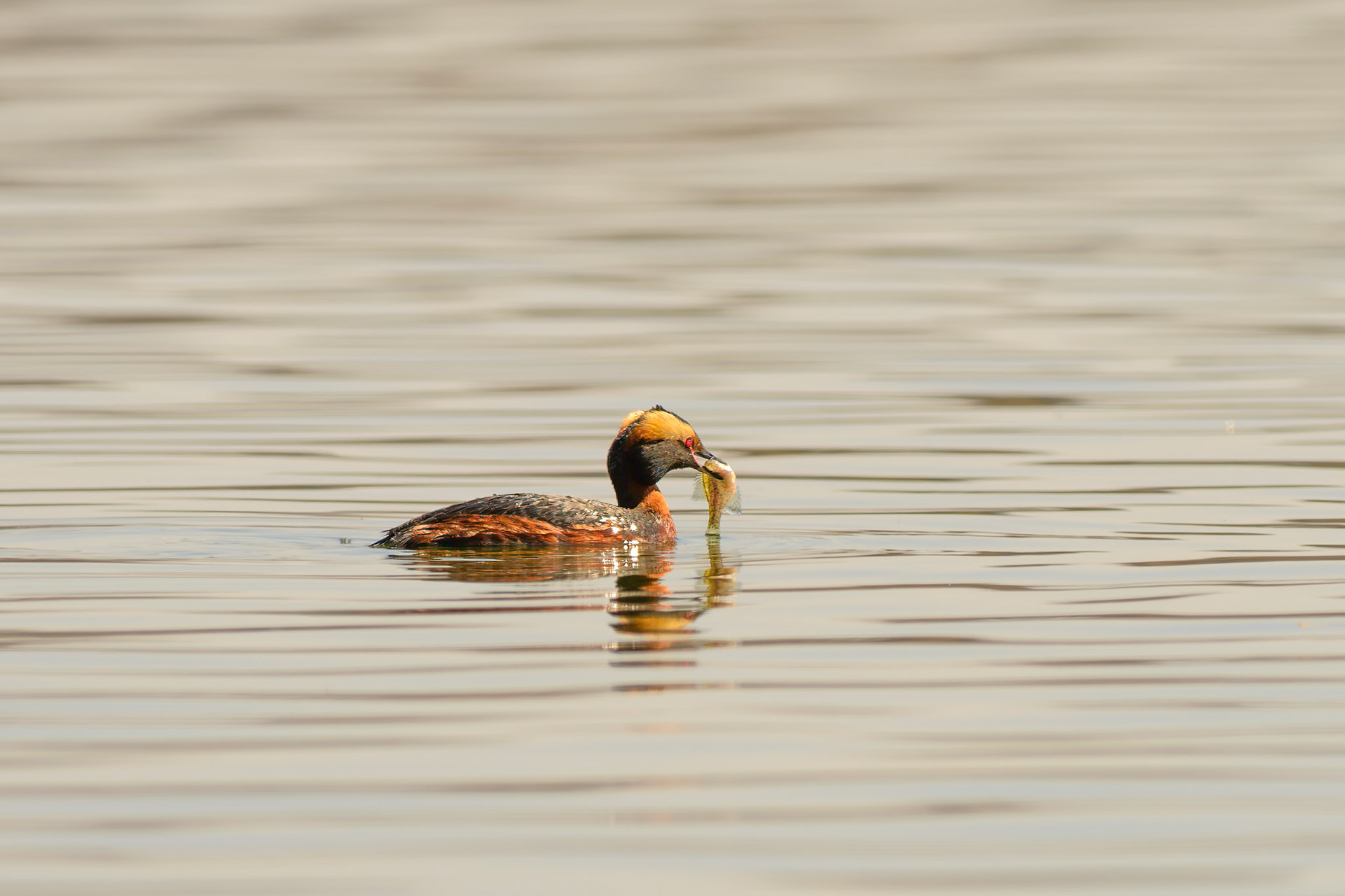 A Horned Grebe (Podiceps auritus) in breeding plumage surfaces with a freshly caught fish on Lake Nokomis in Minneapolis, MN. These skilled divers migrate through the area in spring, fueling up for their journey to northern breeding grounds.