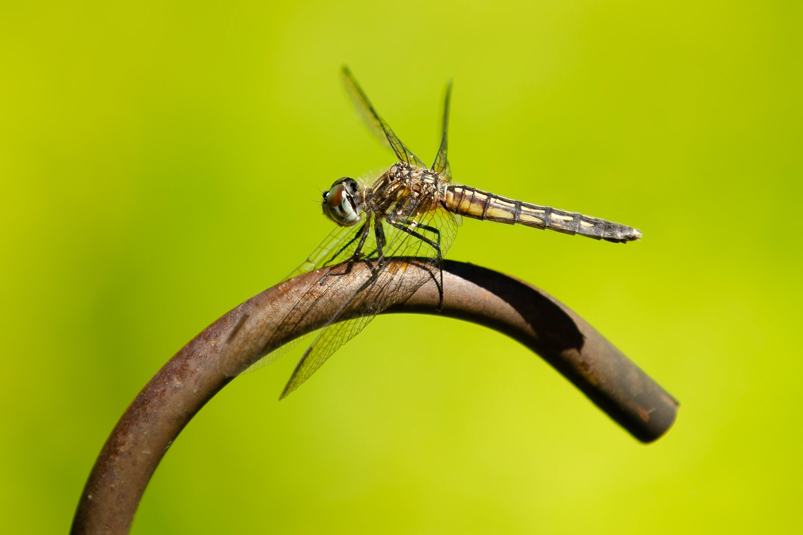 A female Blue Dasher dragonfly (Pachydiplax longipennis) perches on a rusty piece of metal in Walker, Minnesota. These common dragonflies are voracious predators, using their excellent vision to hunt for mosquitoes and other small flying insects.