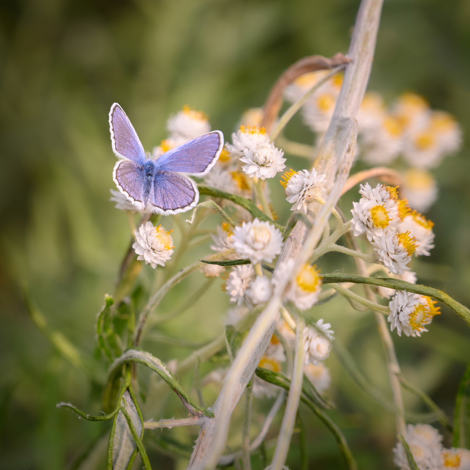 A male Anna's Blue Plebejus anna butterfly rests on pearly everlasting (Anaphalis margaritacea) in Mount Rainier National Park, WA. Its iridescent color is structural, created by light scattering off microscopic scales, not from pigment.