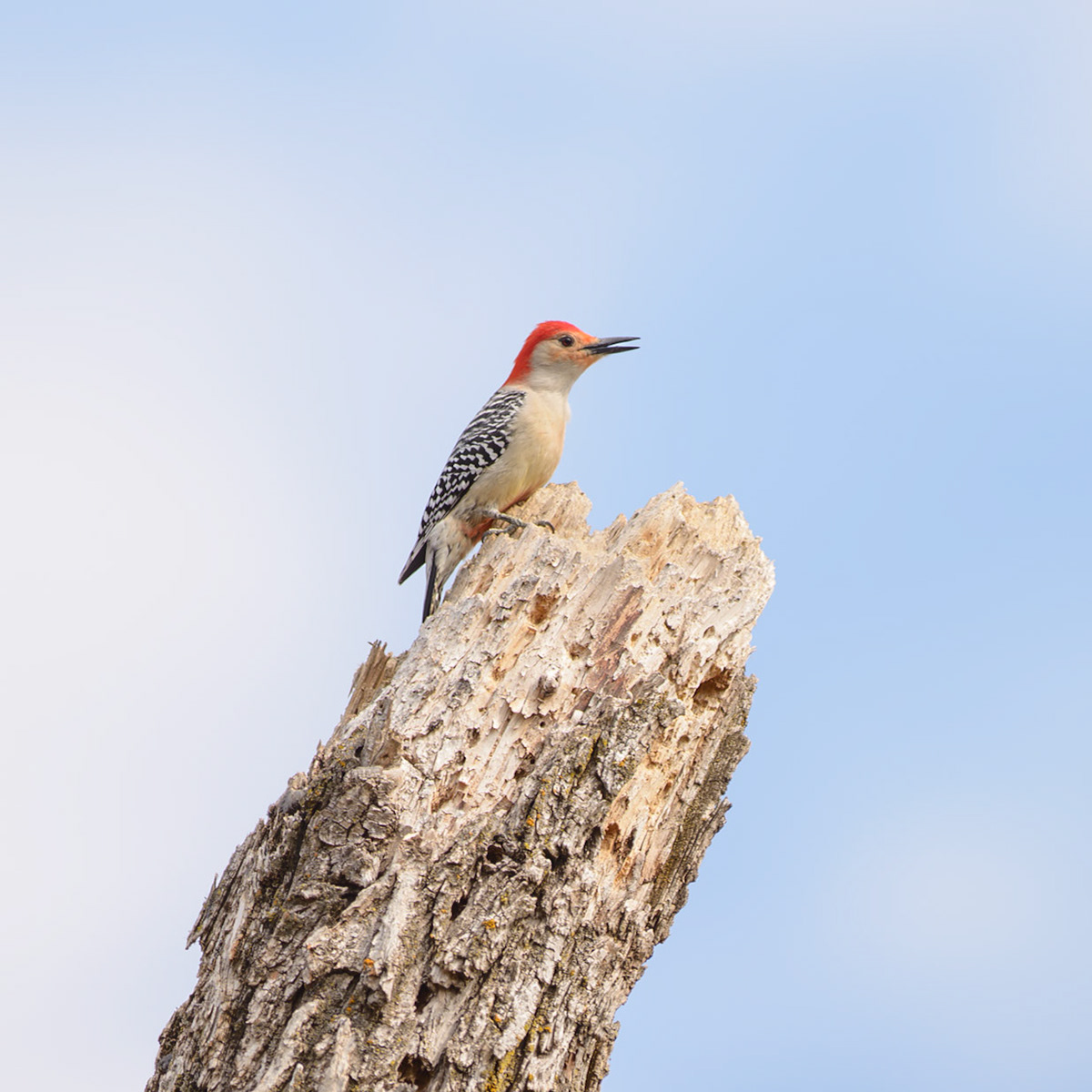 A male Red-bellied Woodpecker (Melanerpes carolinus) perches atop a dead tree, surveying its territory in the Minnesota Valley National Wildlife Refuge, Bloomington, MN. These woodpeckers have tongues that can extend nearly 2 inches past their beaks.