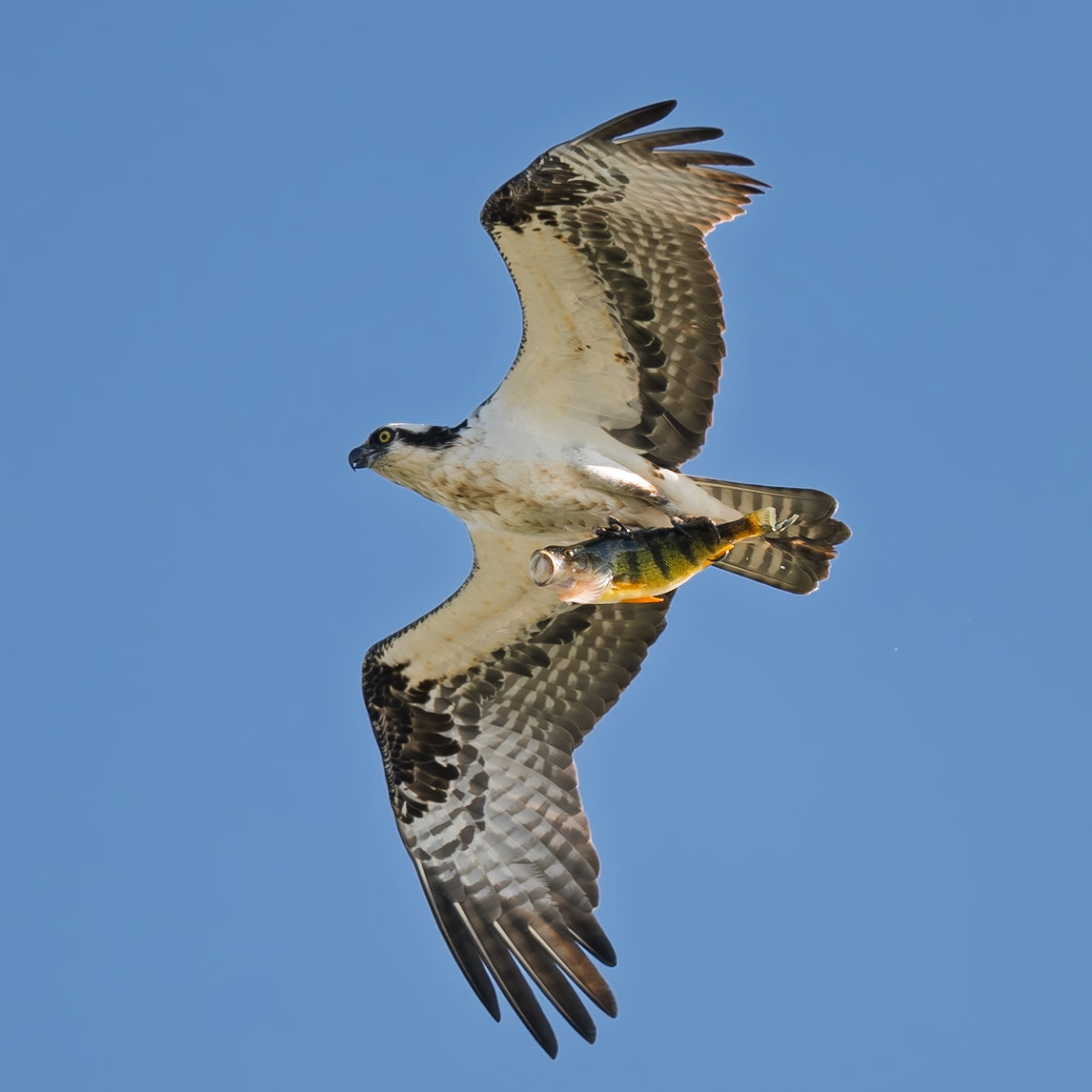 An Osprey (Pandion haliaetus) flies over Fond du Lac, Wisconsin, with a freshly caught Yellow Perch (Perca flavescens). Ospreys carry fish head-first to reduce wind resistance while flying back to their nest or a perch to eat.
