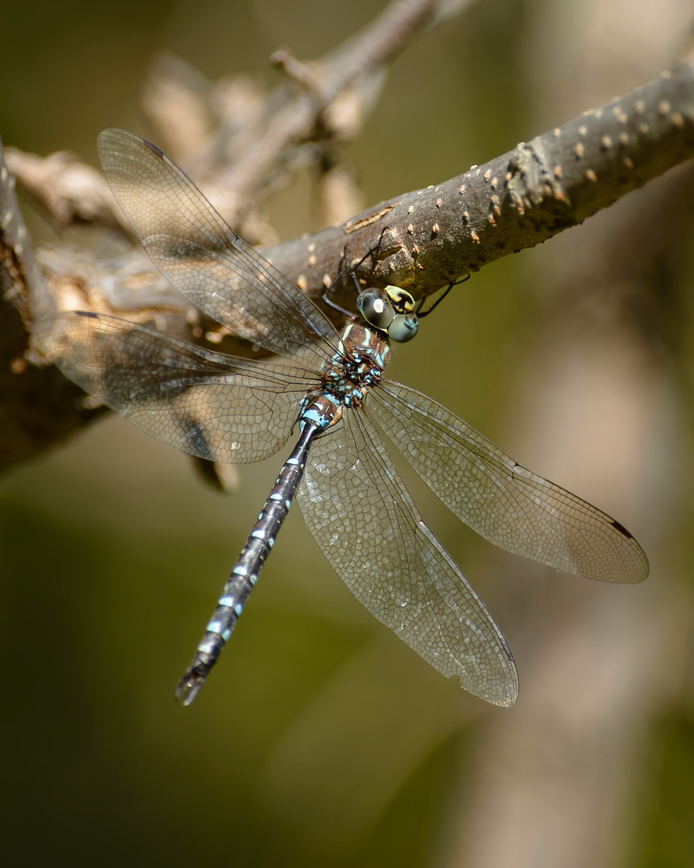A male Canada Darner (Aeshna canadensis) rests on a branch at Ritter Farm Park in Lakeville, Minnesota. These swift aerial predators use their large compound eyes, containing up to 30,000 facets each, to hunt insects mid-flight with high precision.