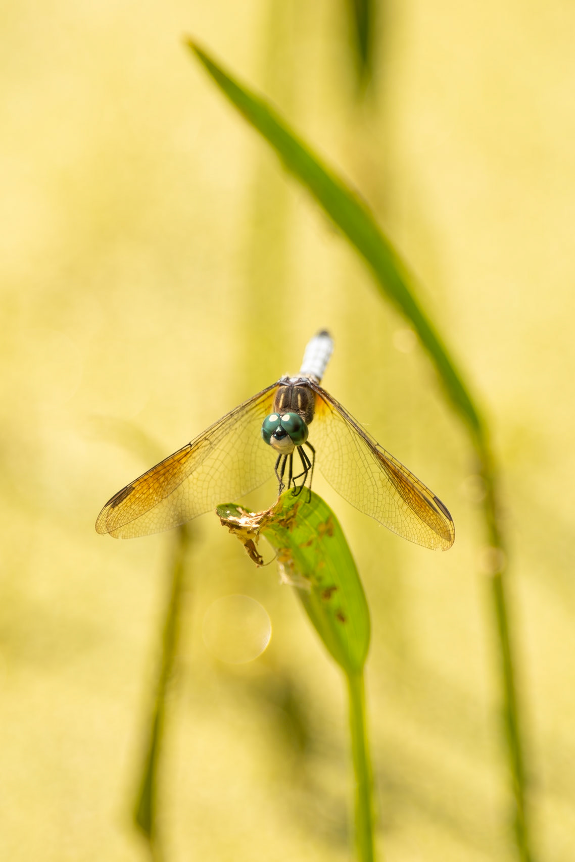 A male Blue Dasher dragonfly (Pachydiplax longipennis) surveys its territory at Richardson Nature Center in Bloomington, MN. The waxy, whitish-blue coating on its abdomen, called pruinosity, indicates its maturity as it hunts for insects over the water.