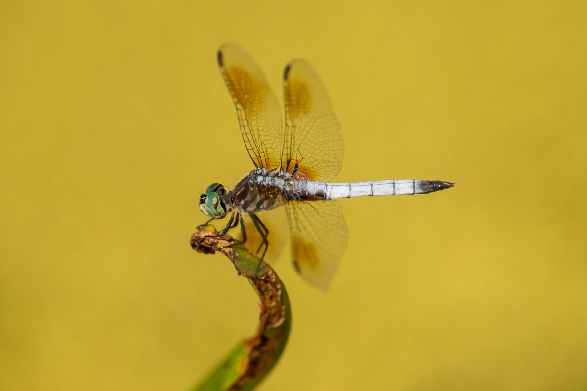 A male Blue Dasher dragonfly (Pachydiplax longipennis) perches at Richardson Nature Center in Bloomington, MN. Its large compound eyes, each with thousands of lenses, give it nearly 360-degree vision to spot prey and predators.