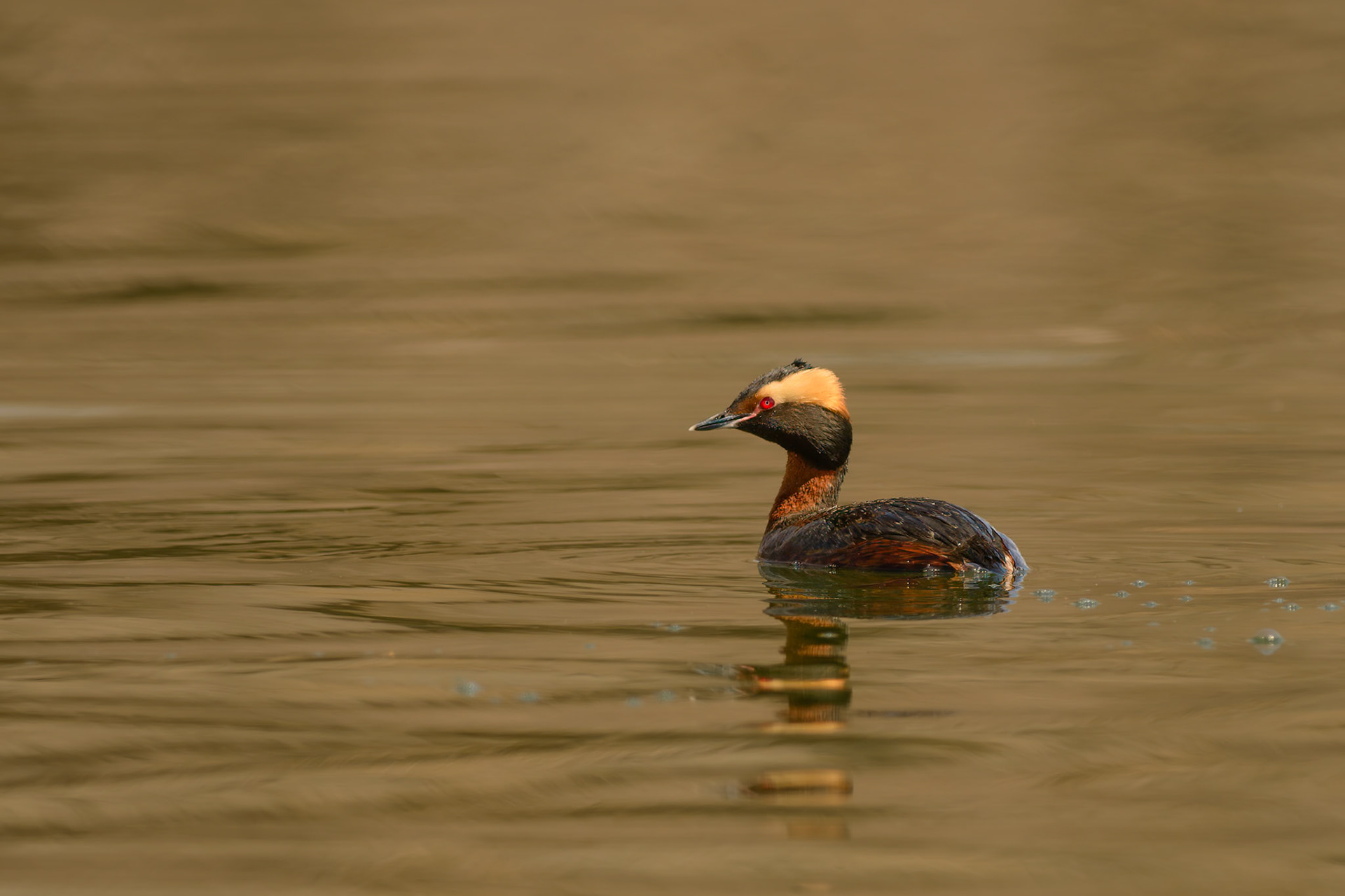 A Horned Grebe (Podiceps auritus) in breeding plumage swims on Lake Nokomis in Minneapolis, MN. These expert divers migrate through the area in spring. They are known to eat their own feathers to help create a plug in their stomach to digest fish bones.