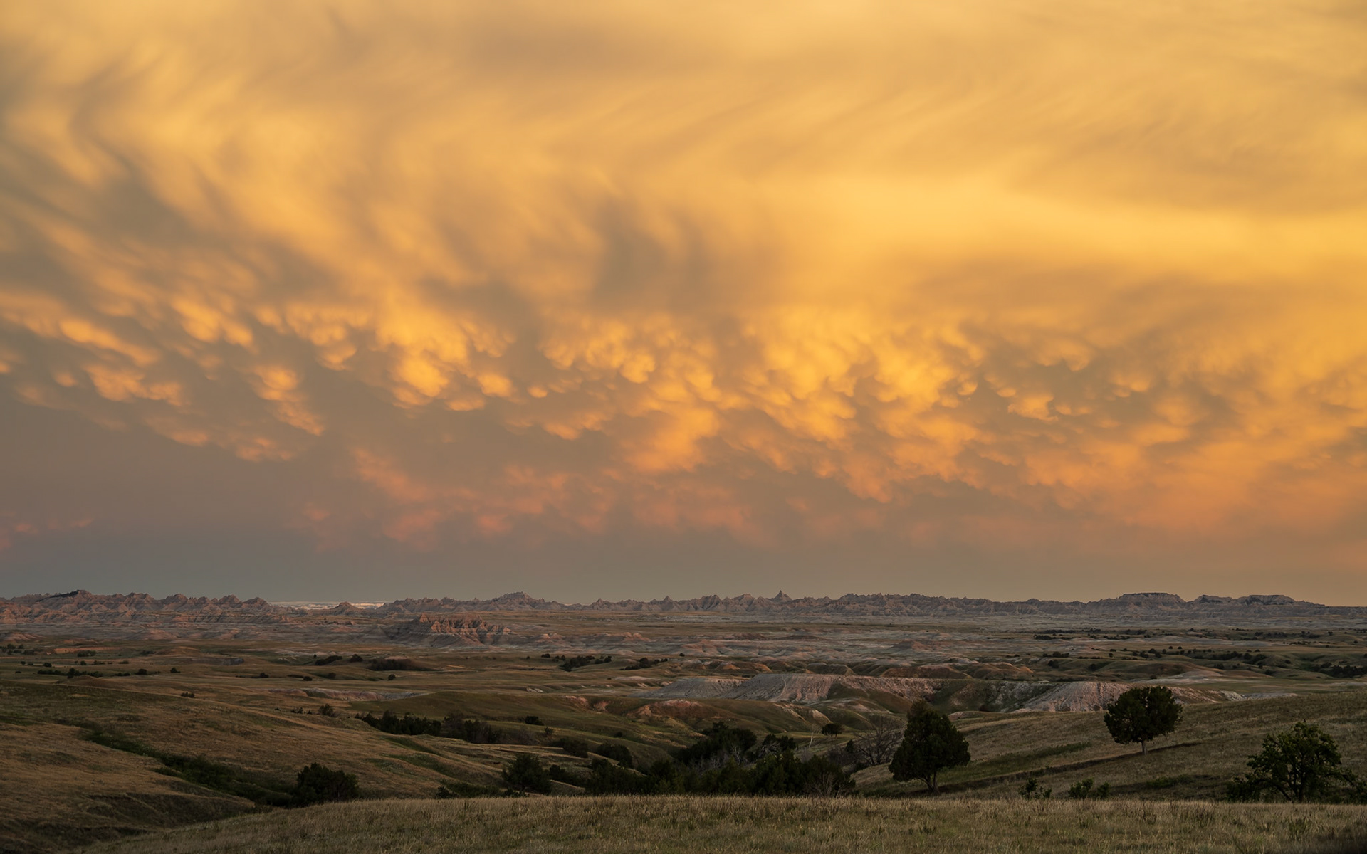 Mammatus clouds glow in the sunset light above the eroded buttes of Badlands National Park, South Dakota. These rare, pouch-like formations often signal the presence of a powerful thunderstorm nearby, creating a dramatic and beautiful scene.