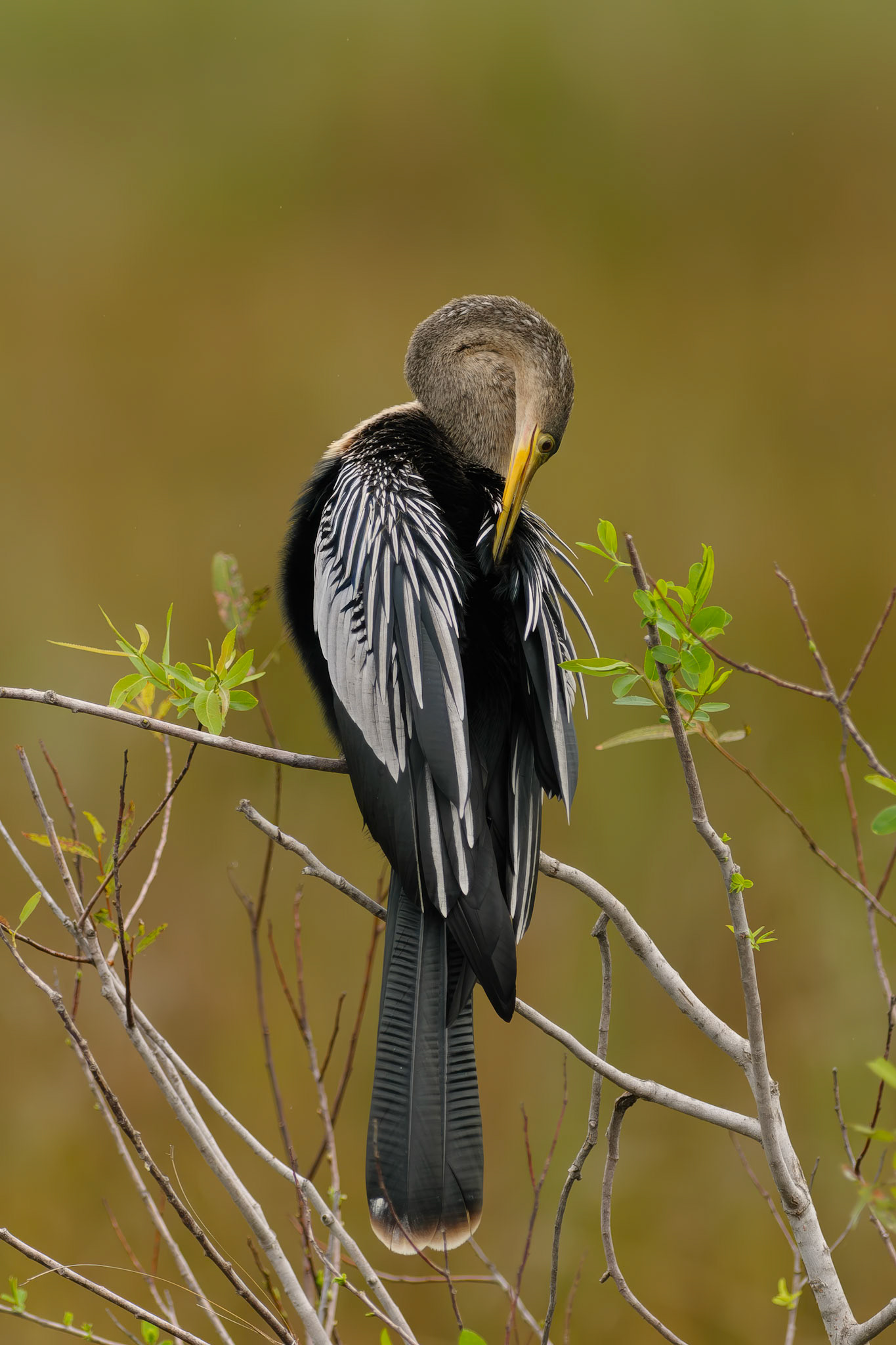 A female Anhinga (Anhinga anhinga) preens its feathers in Everglades National Park, Florida. Lacking the oil glands of ducks, these "snakebirds" must perch to air-dry their wings after hunting for fish underwater.