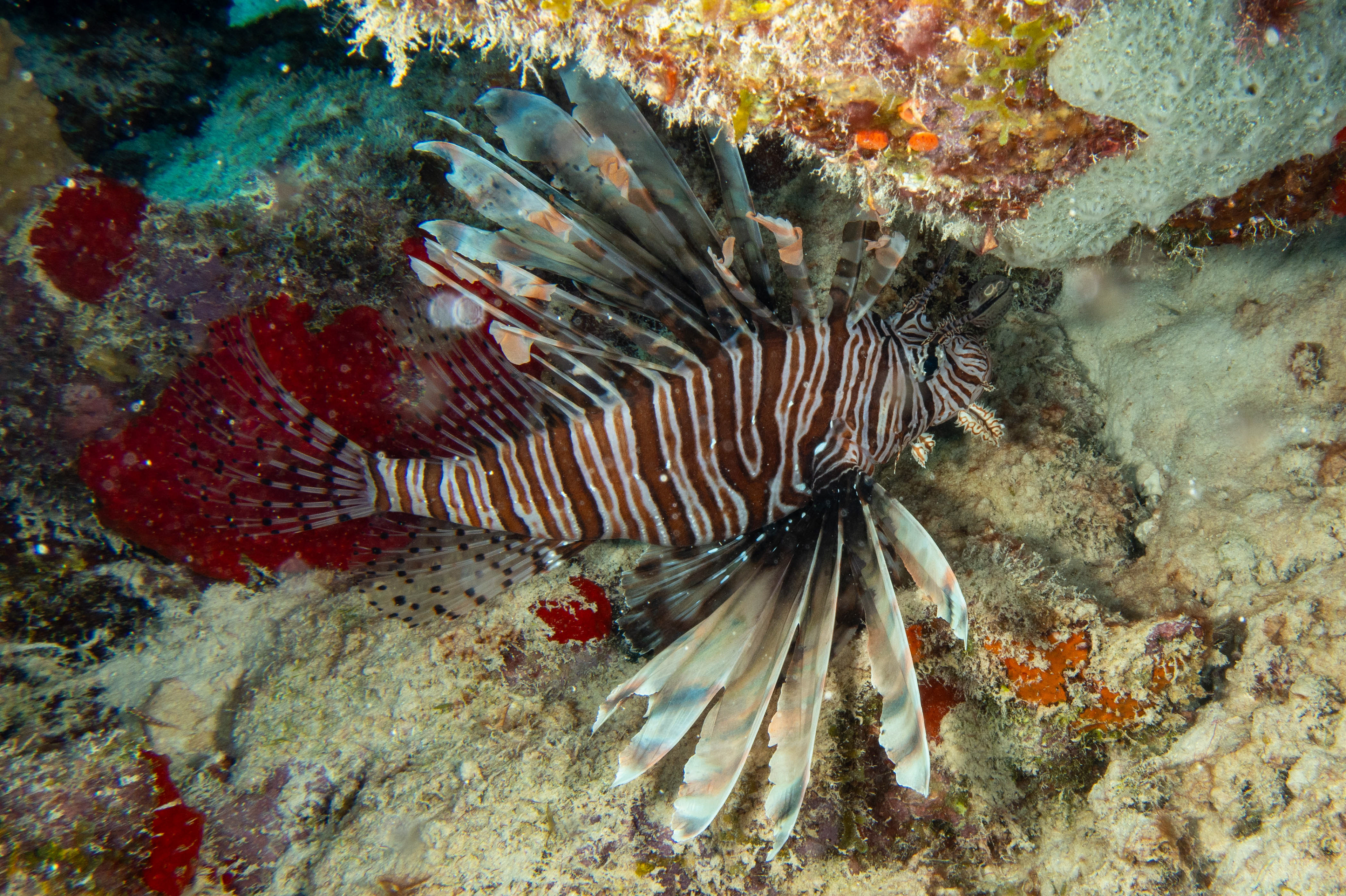 Lion fish