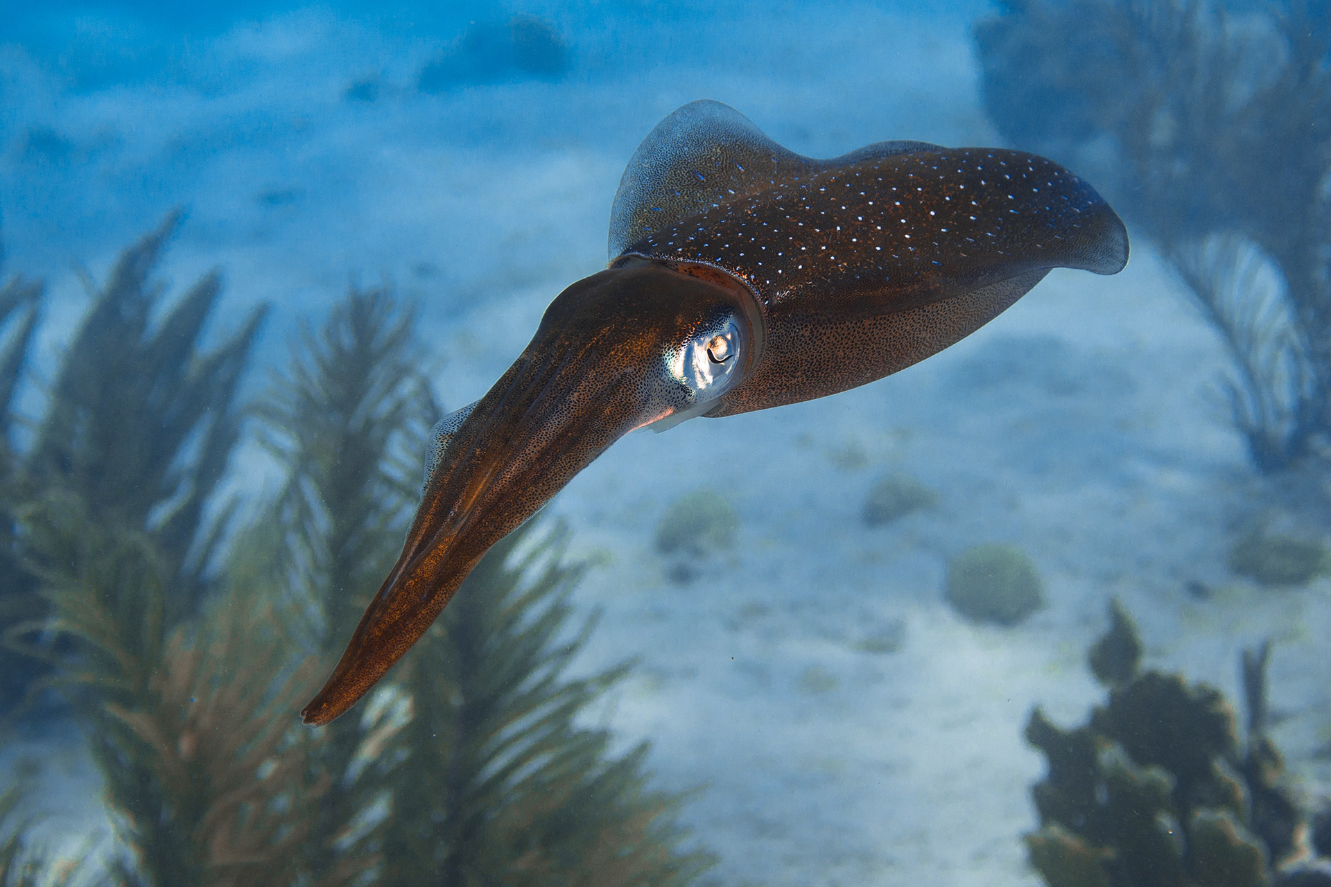 Squid