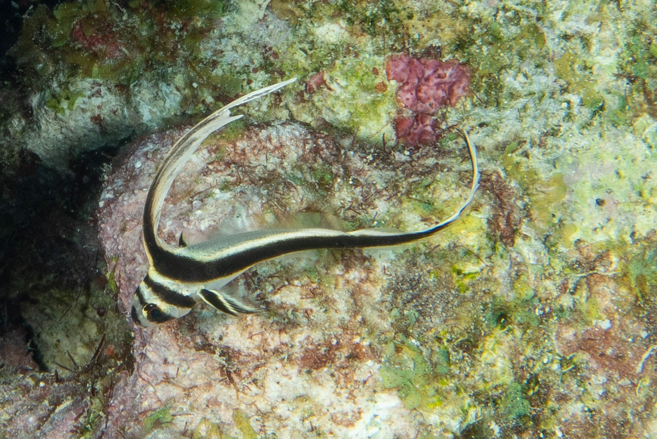 Juvenile drumfish