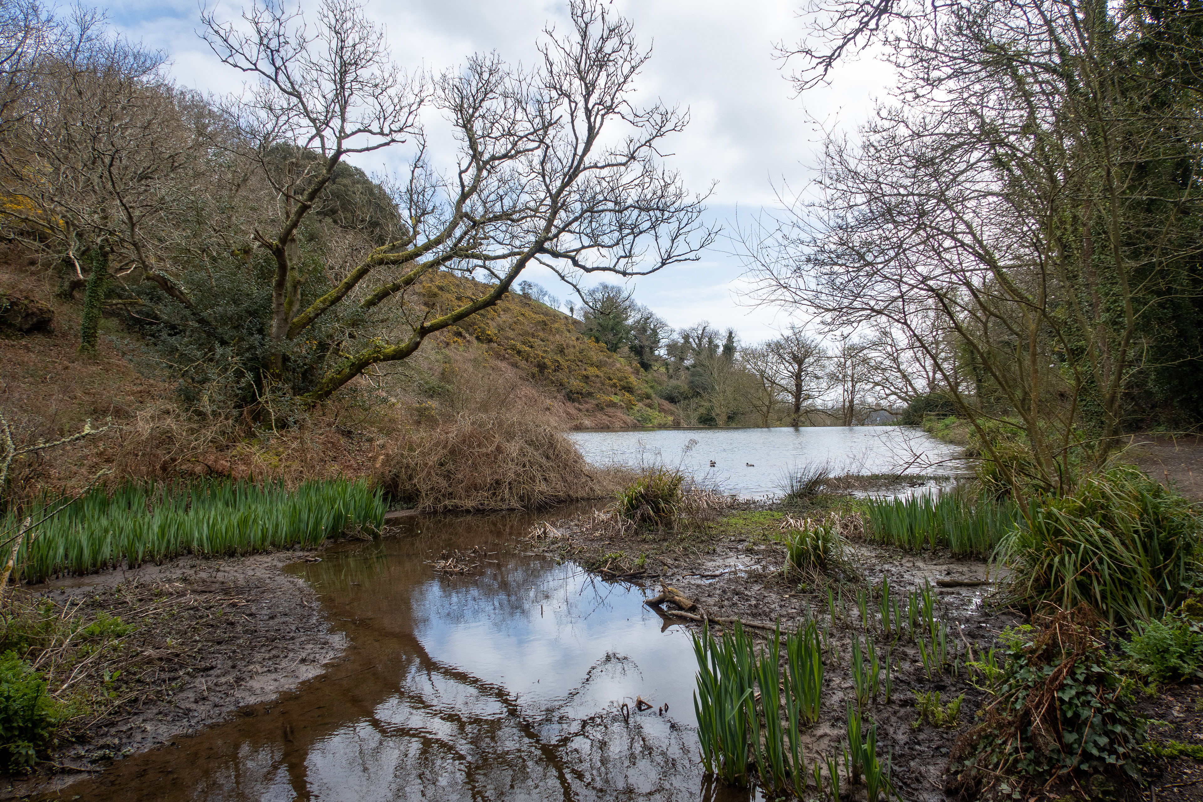 St Catherine's Woods