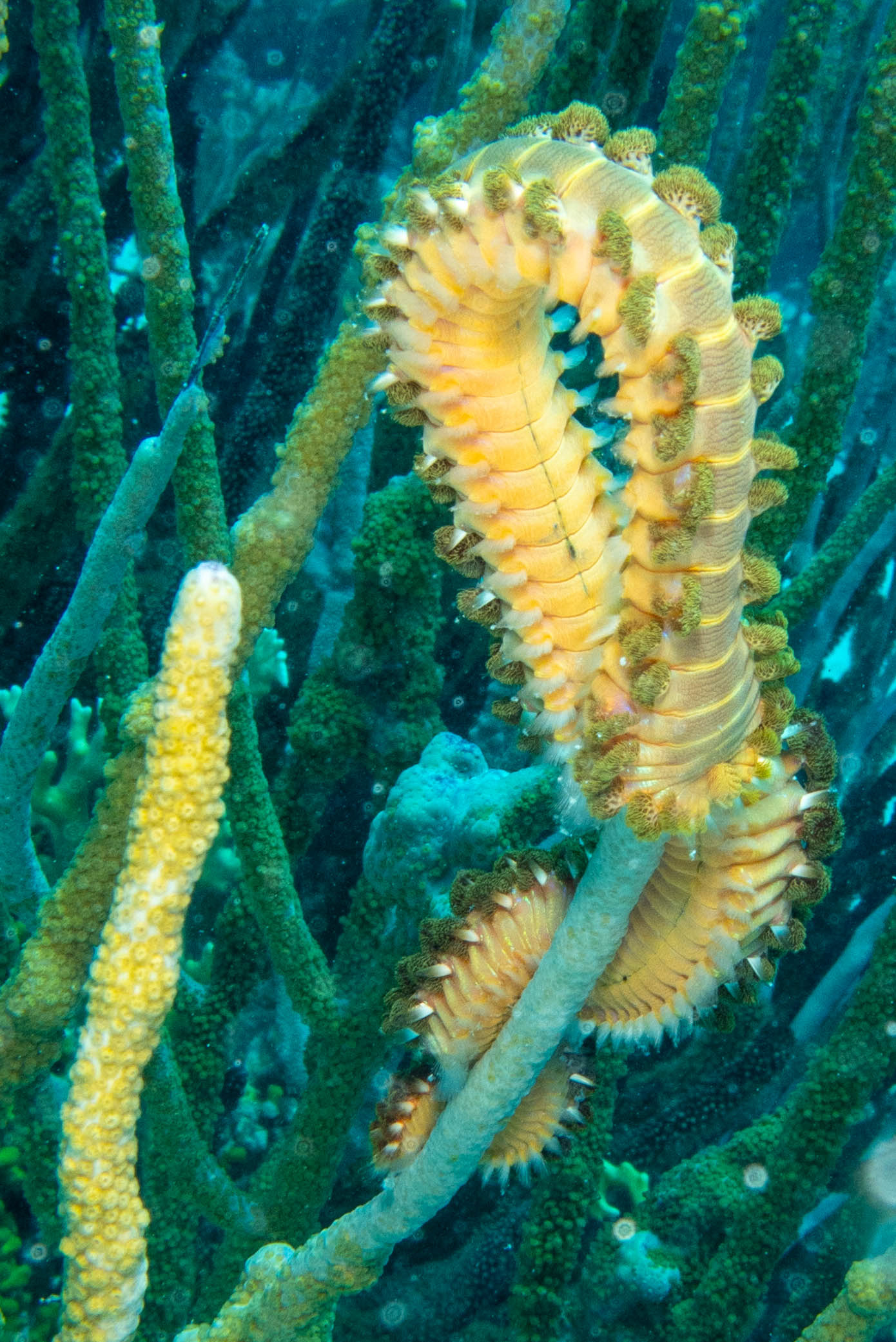 Fireworm