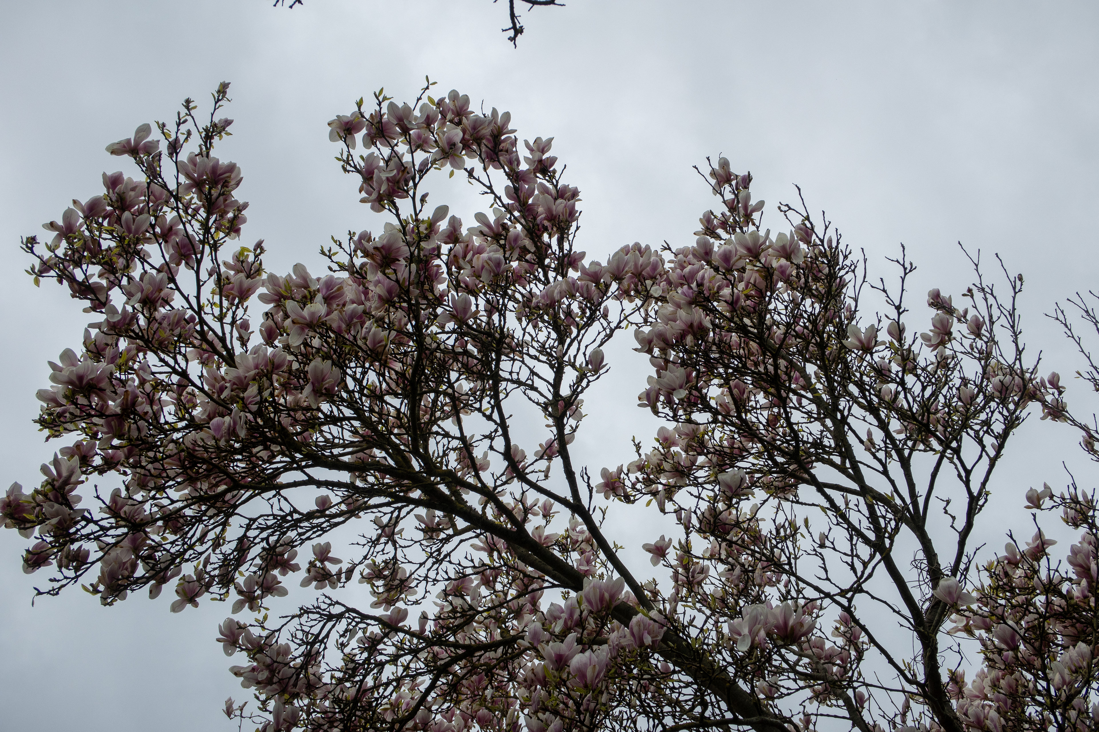 Camelia tree at St Martin