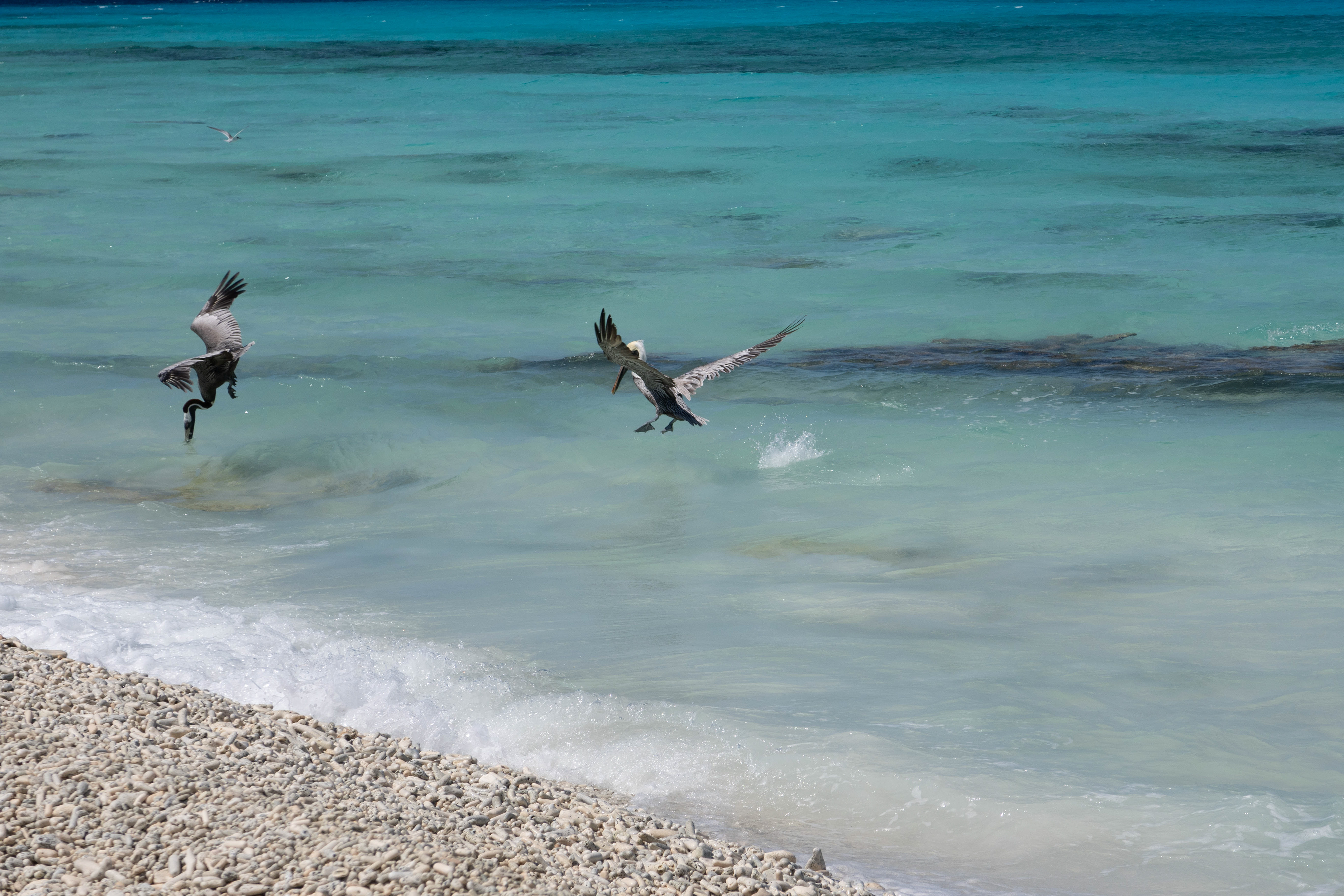 Pelicans fishing