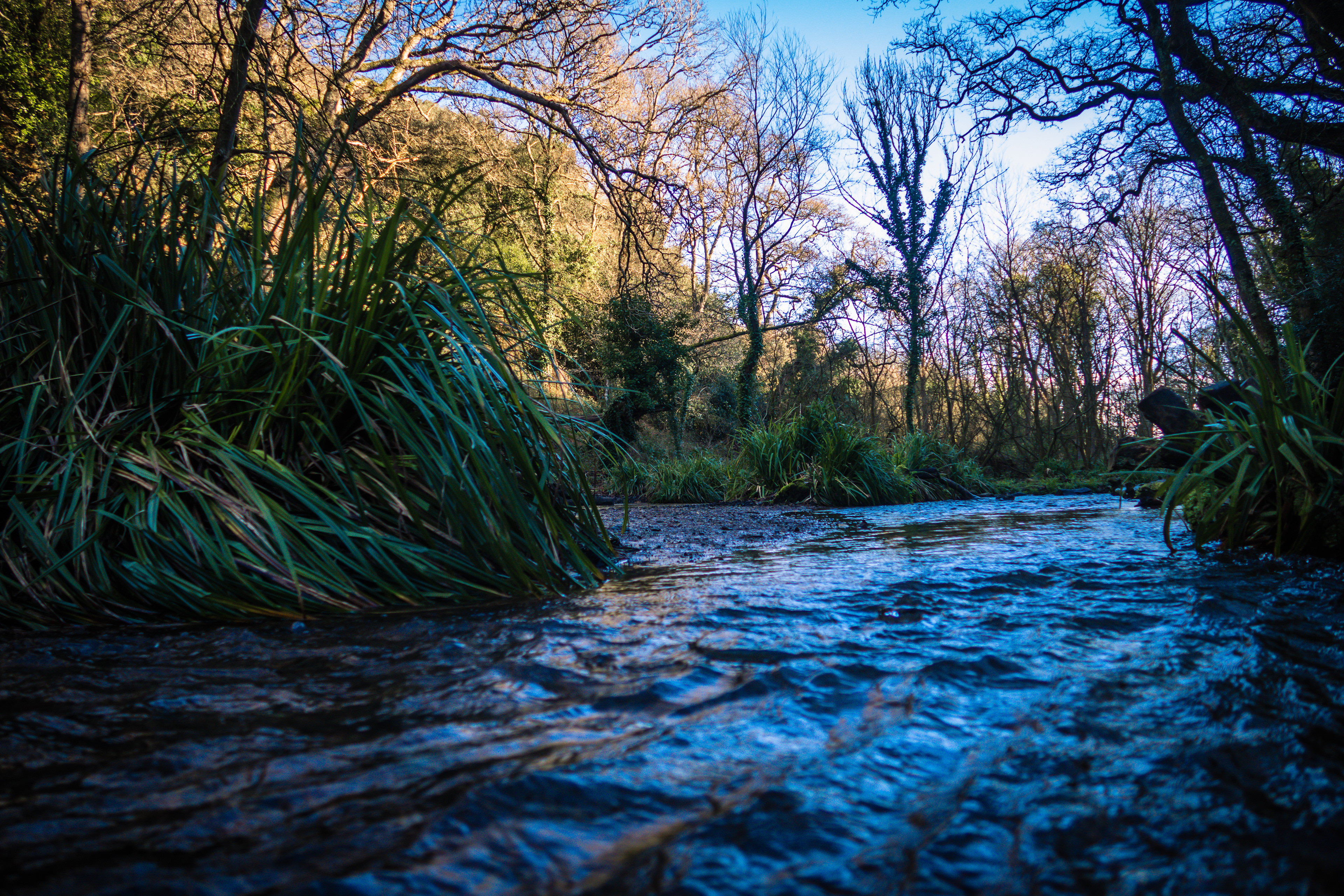St Catherine's Woods
