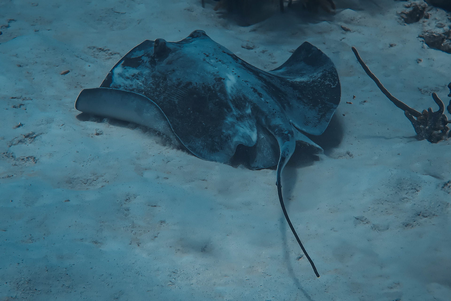 Sting ray