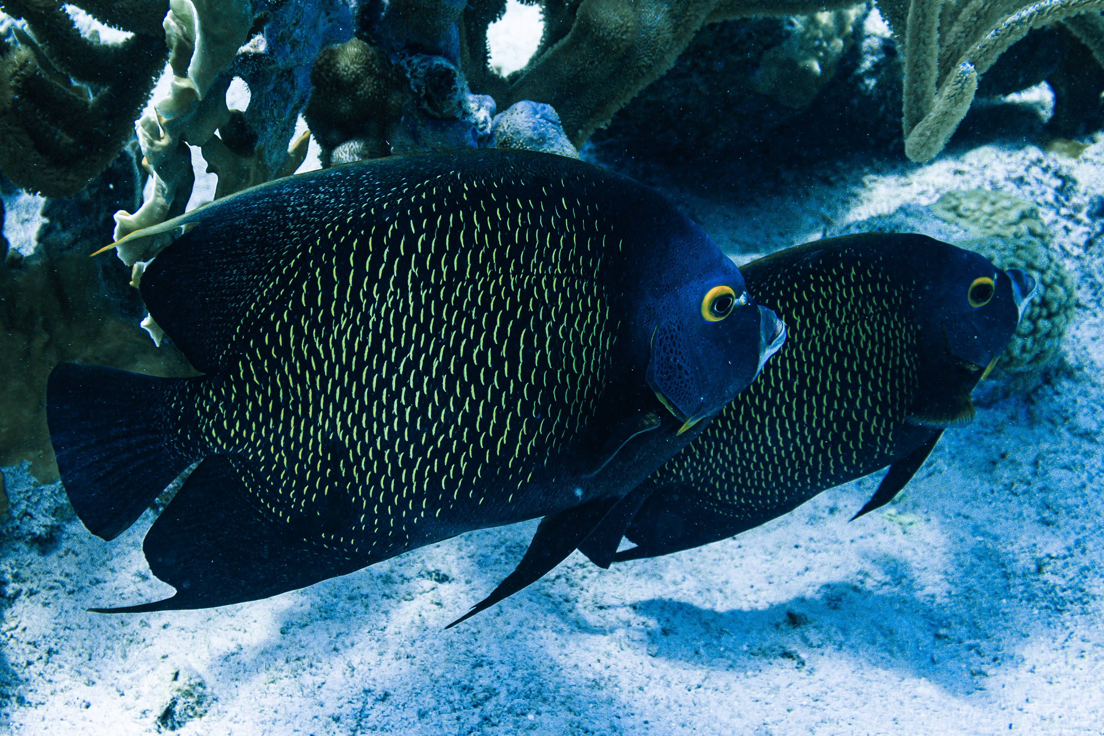 Angel fish