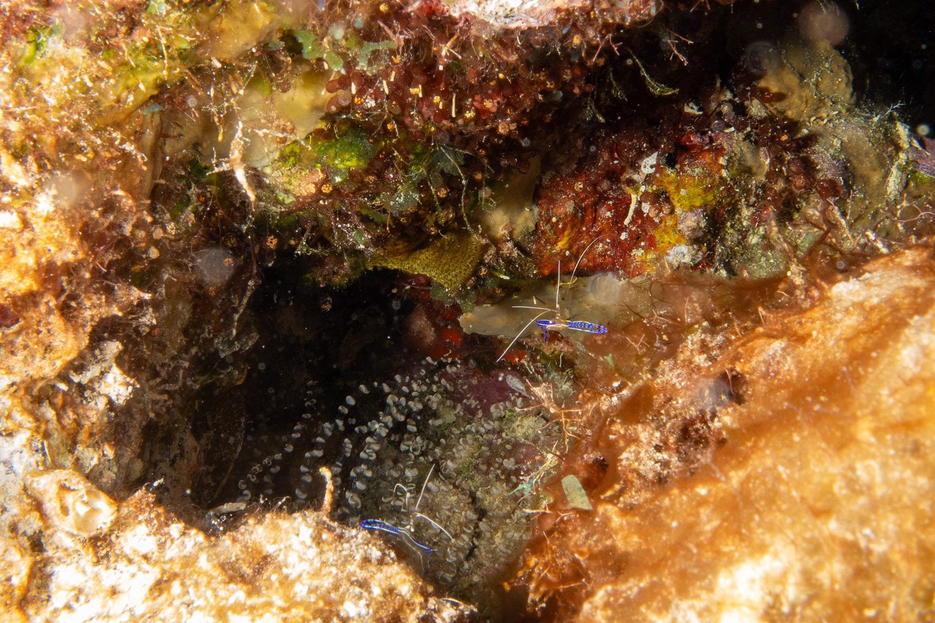 Pederson cleaner shrimp