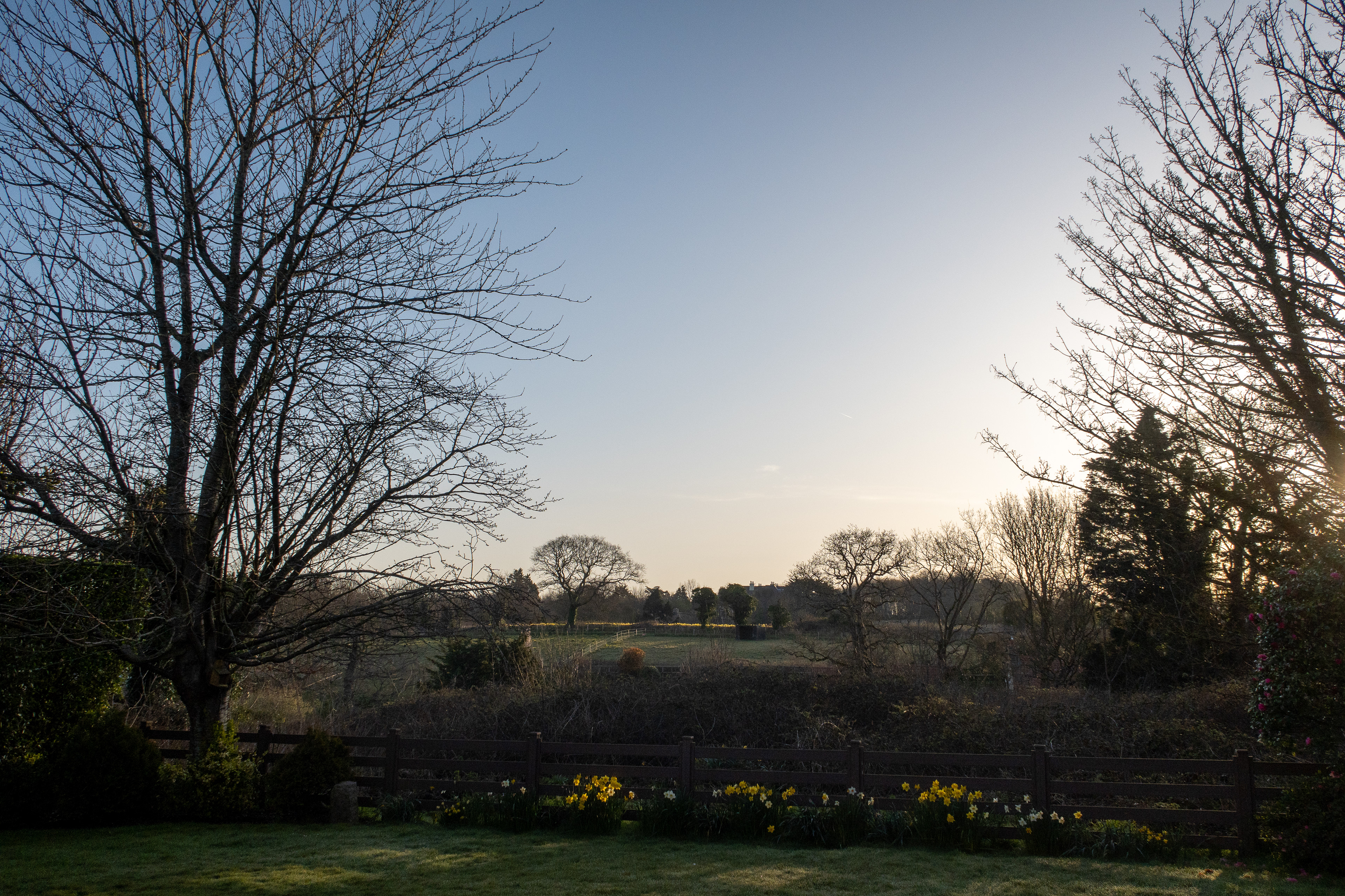 Daffodils are out