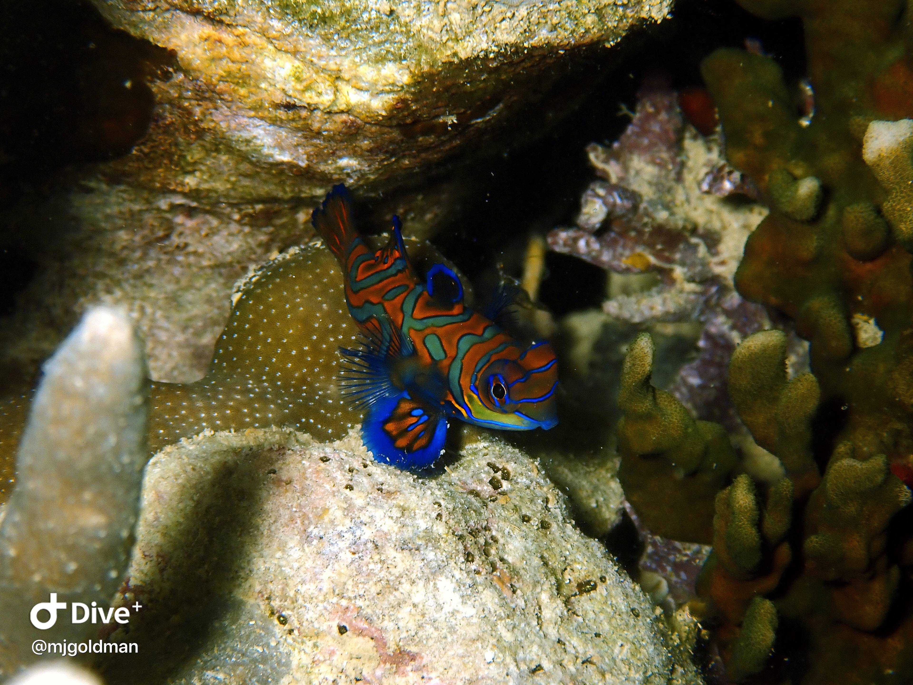 Mandarin fish