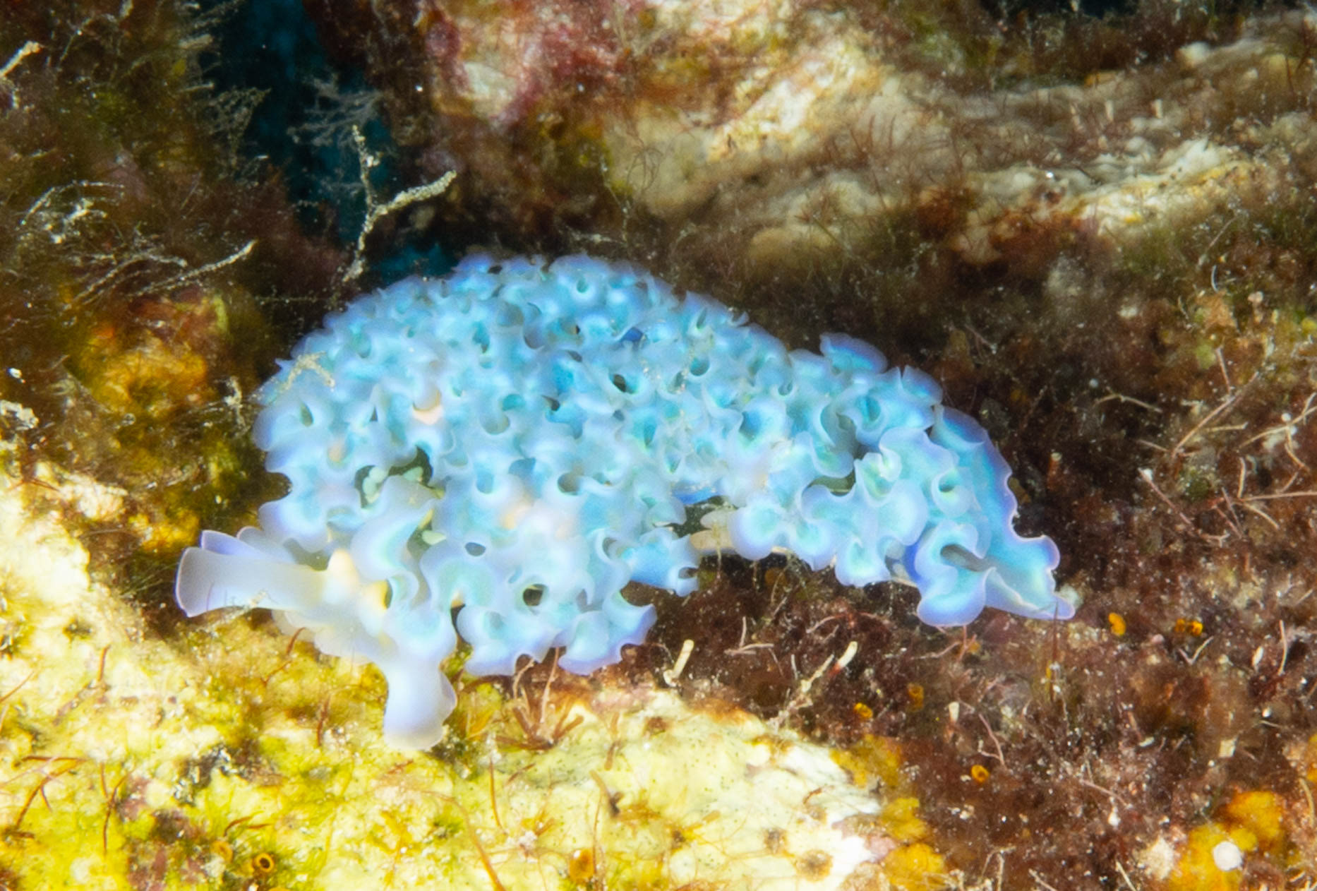 Lettuce sea slug