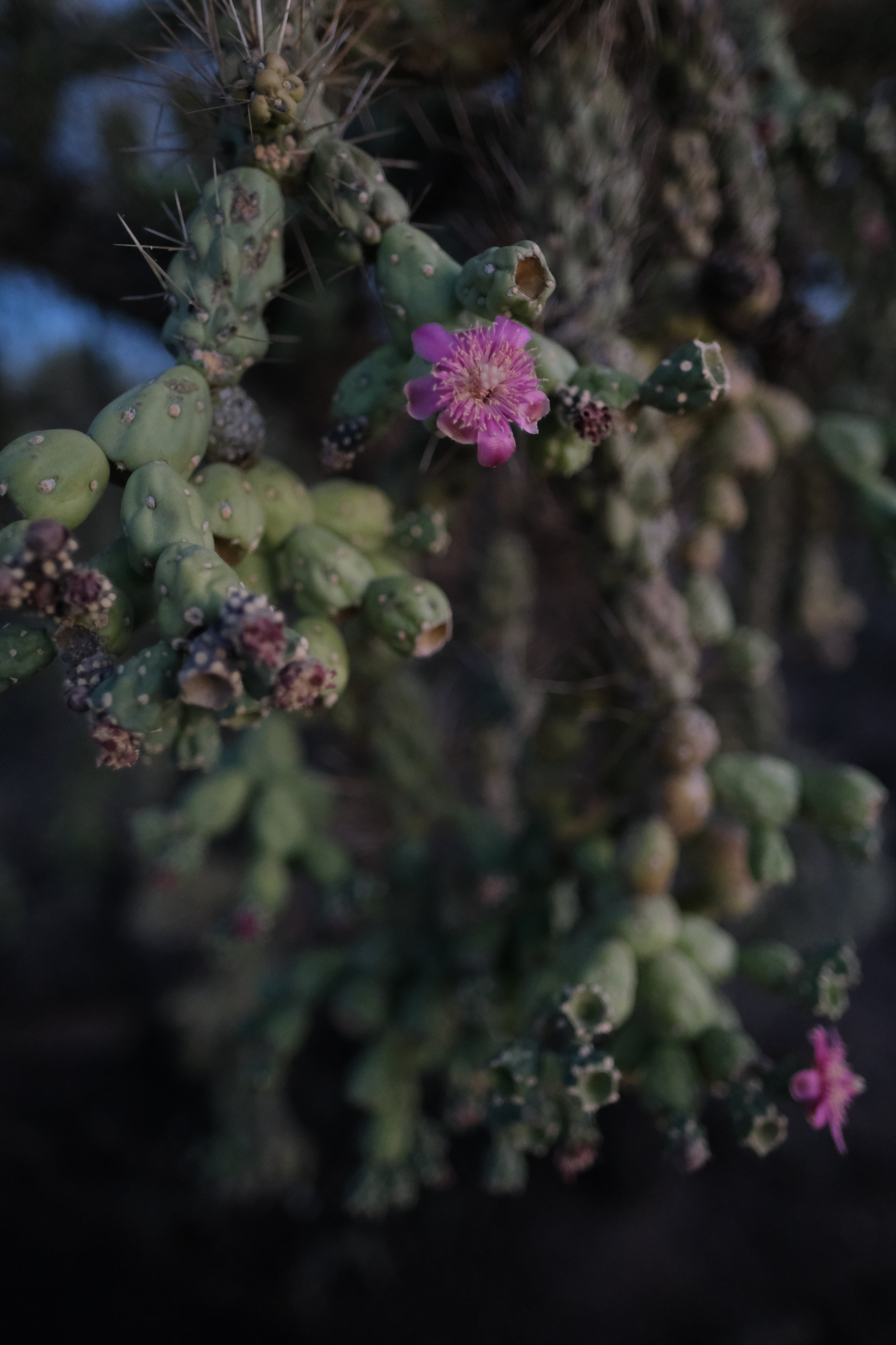 Saguaro National Park