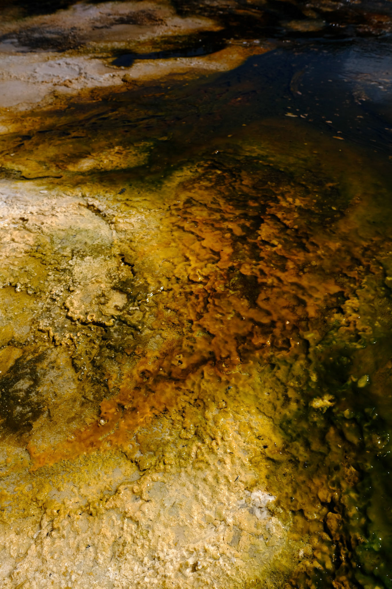 Yellowstone