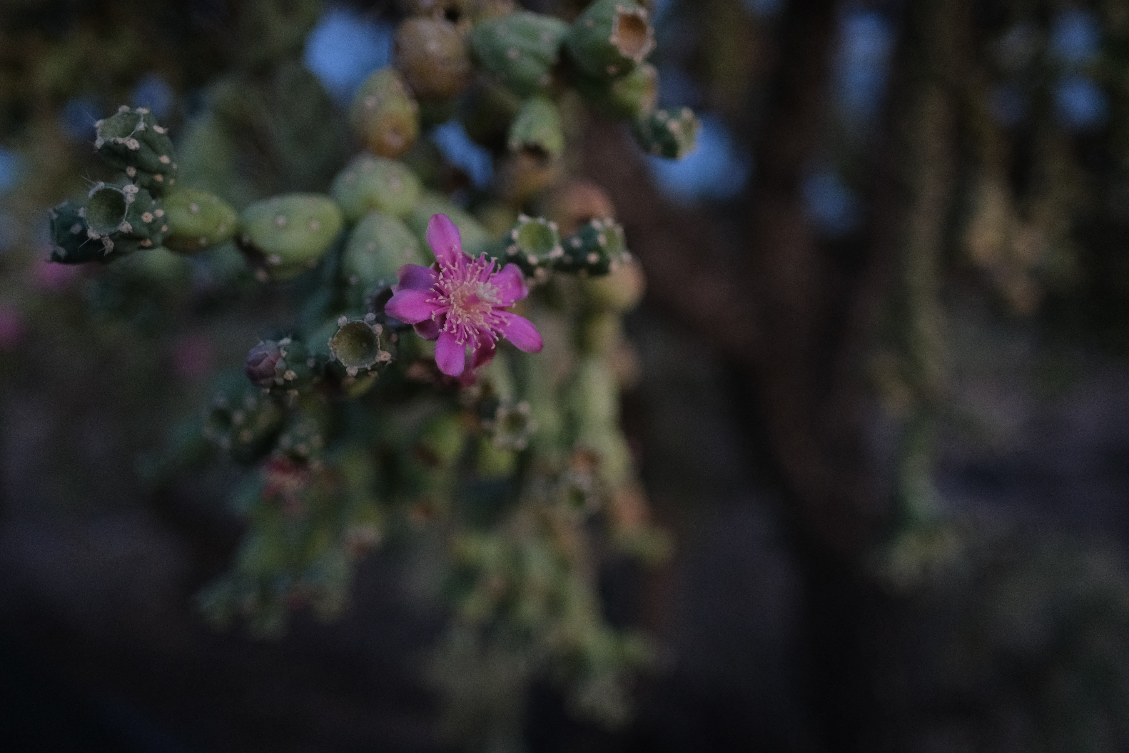 Saguaro National Park