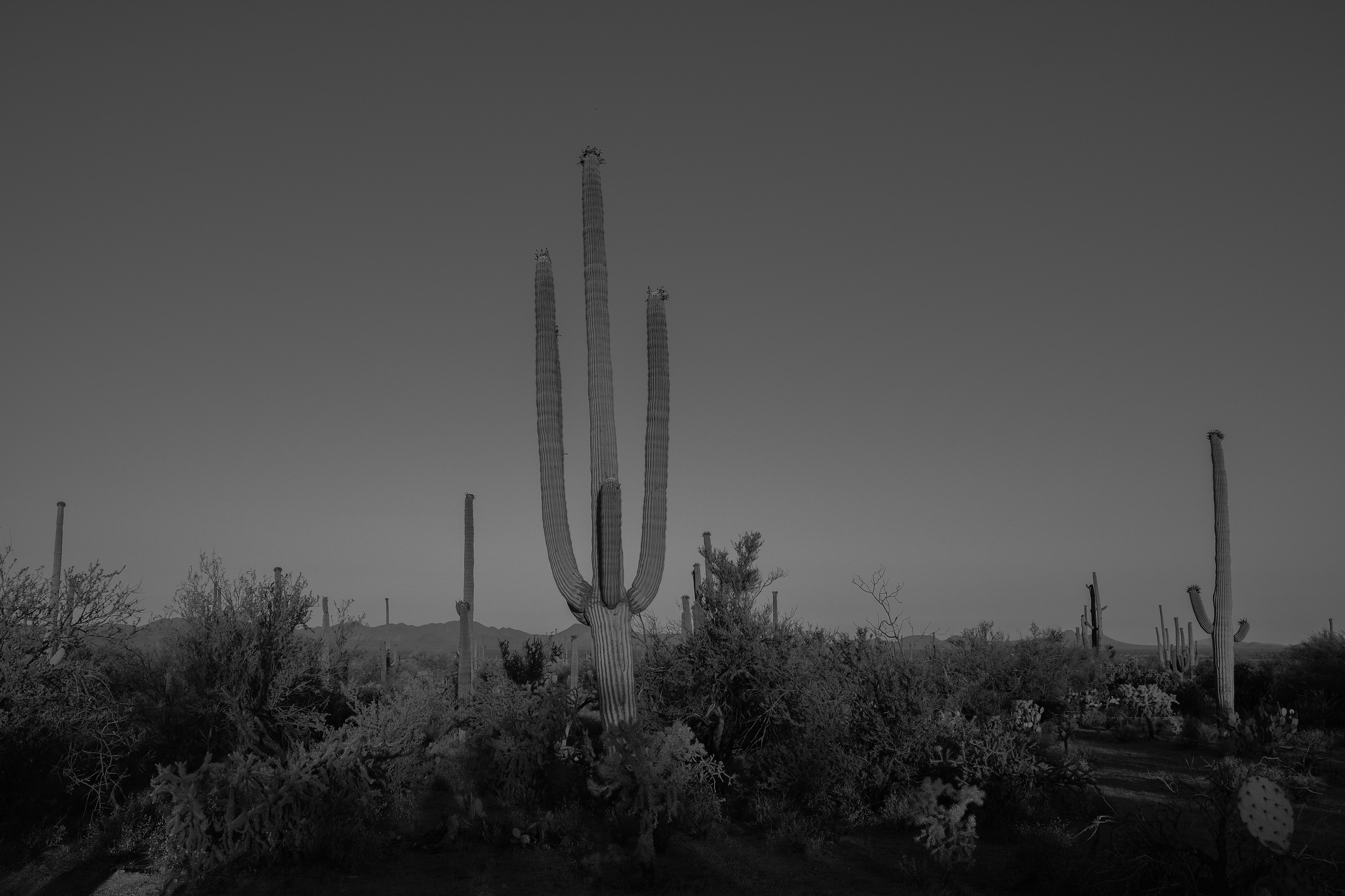 Saguaro